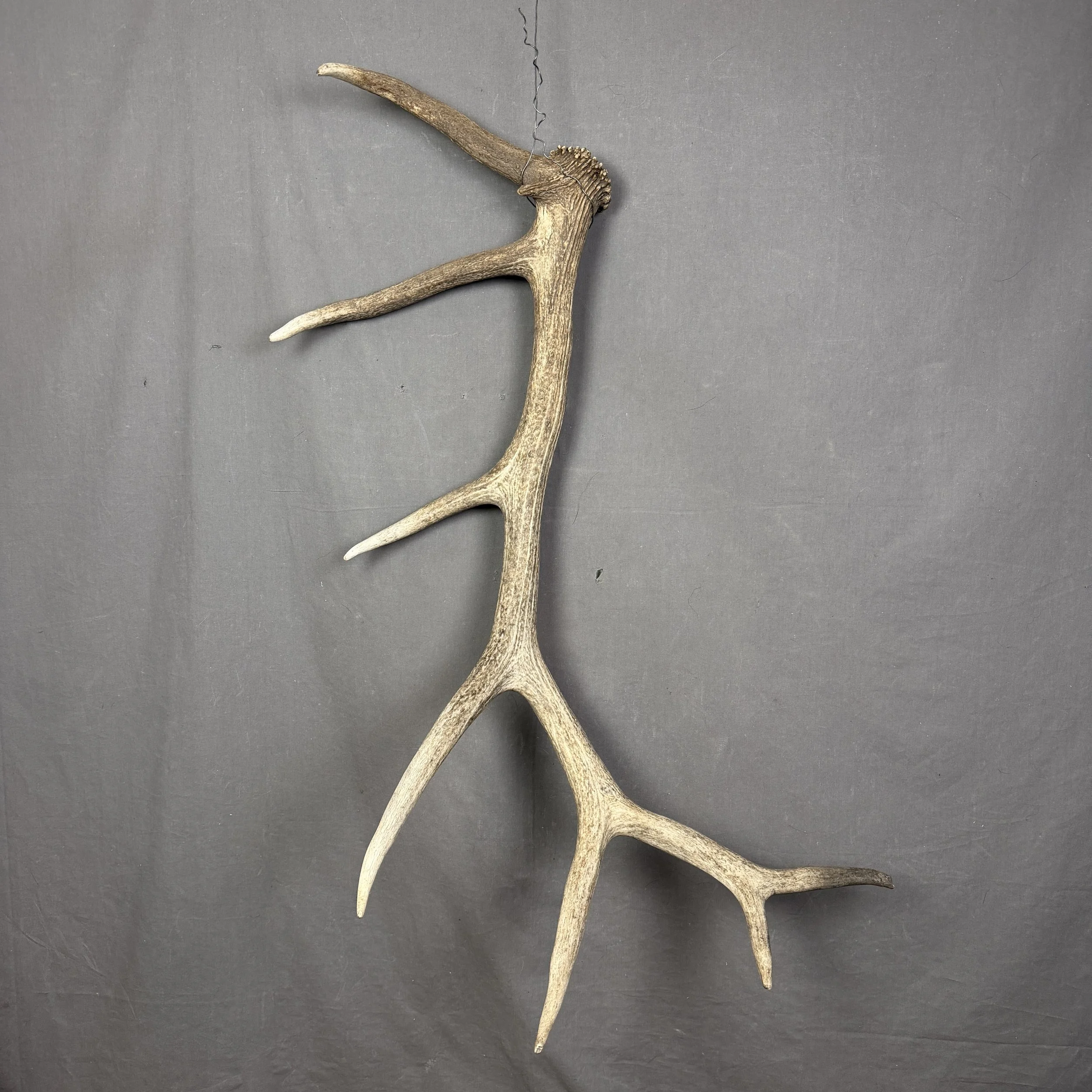 Elk Antler #5