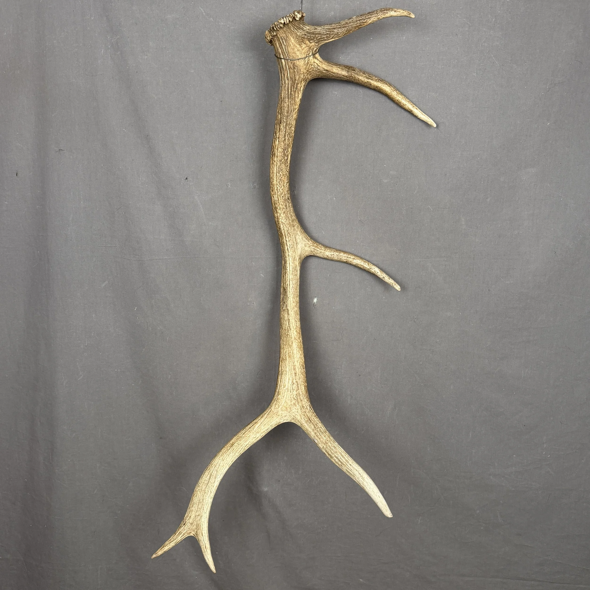 Elk Antler