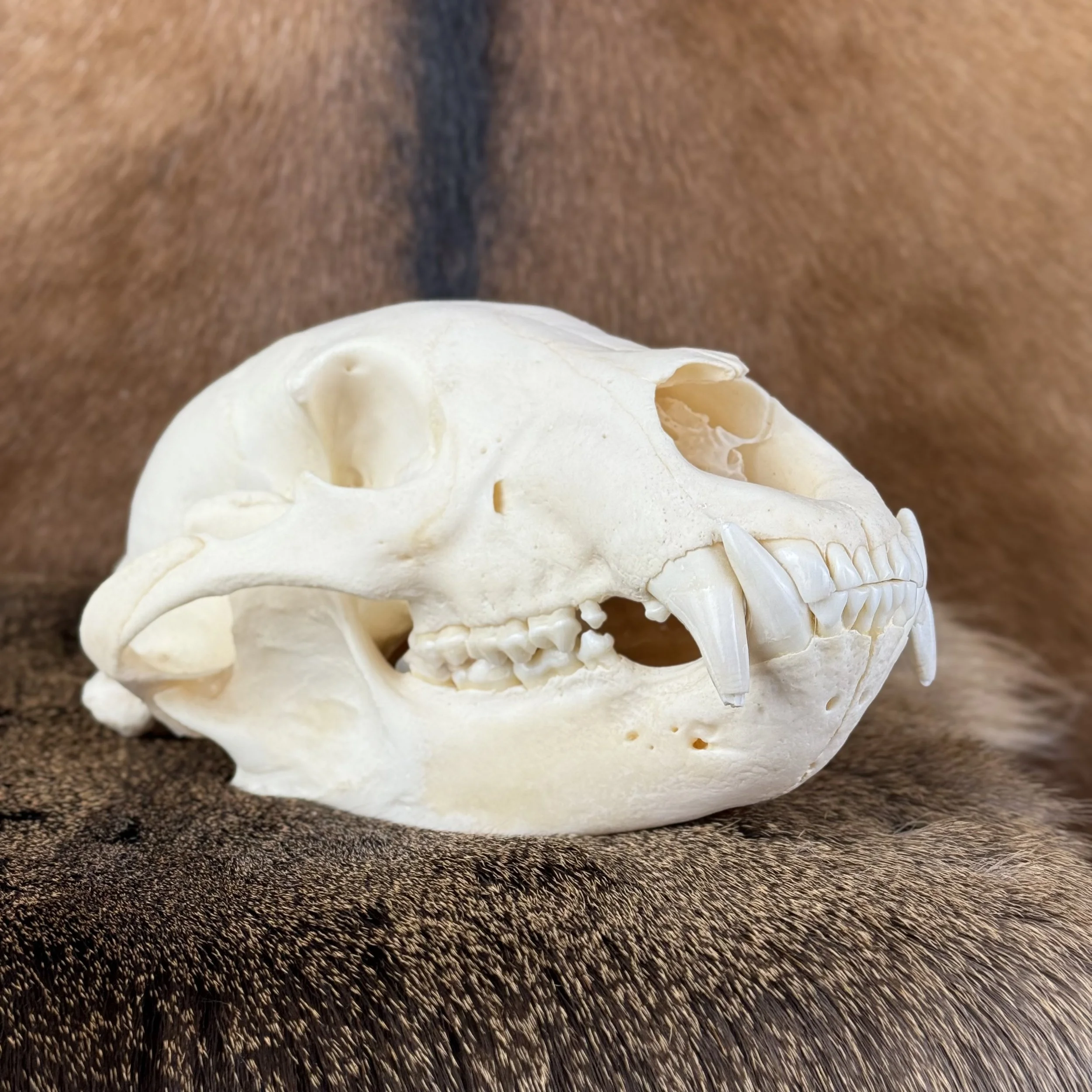 Black Bear Skull