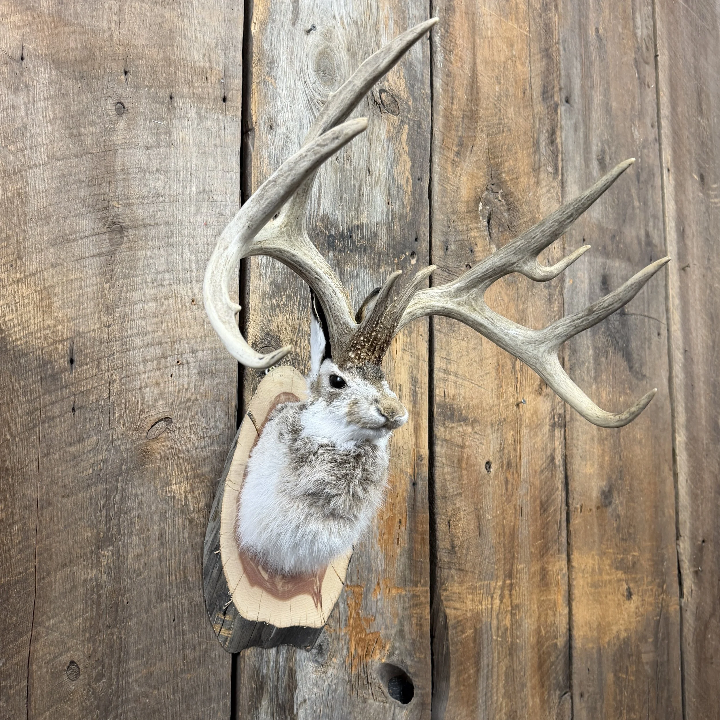 jackalope mount