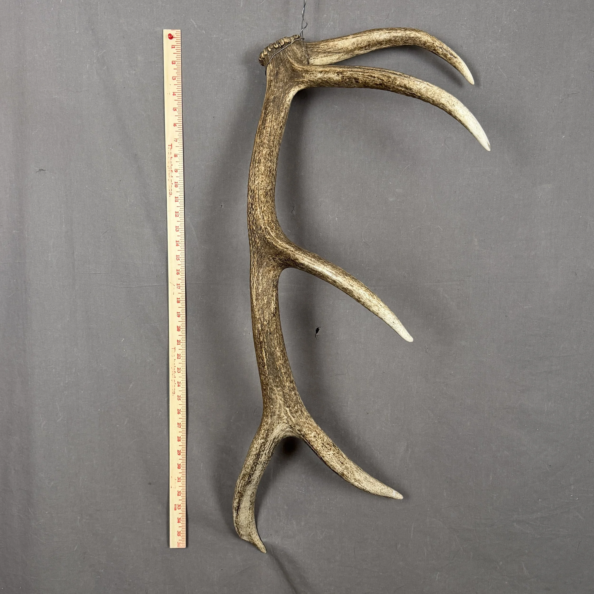 Elk Antler