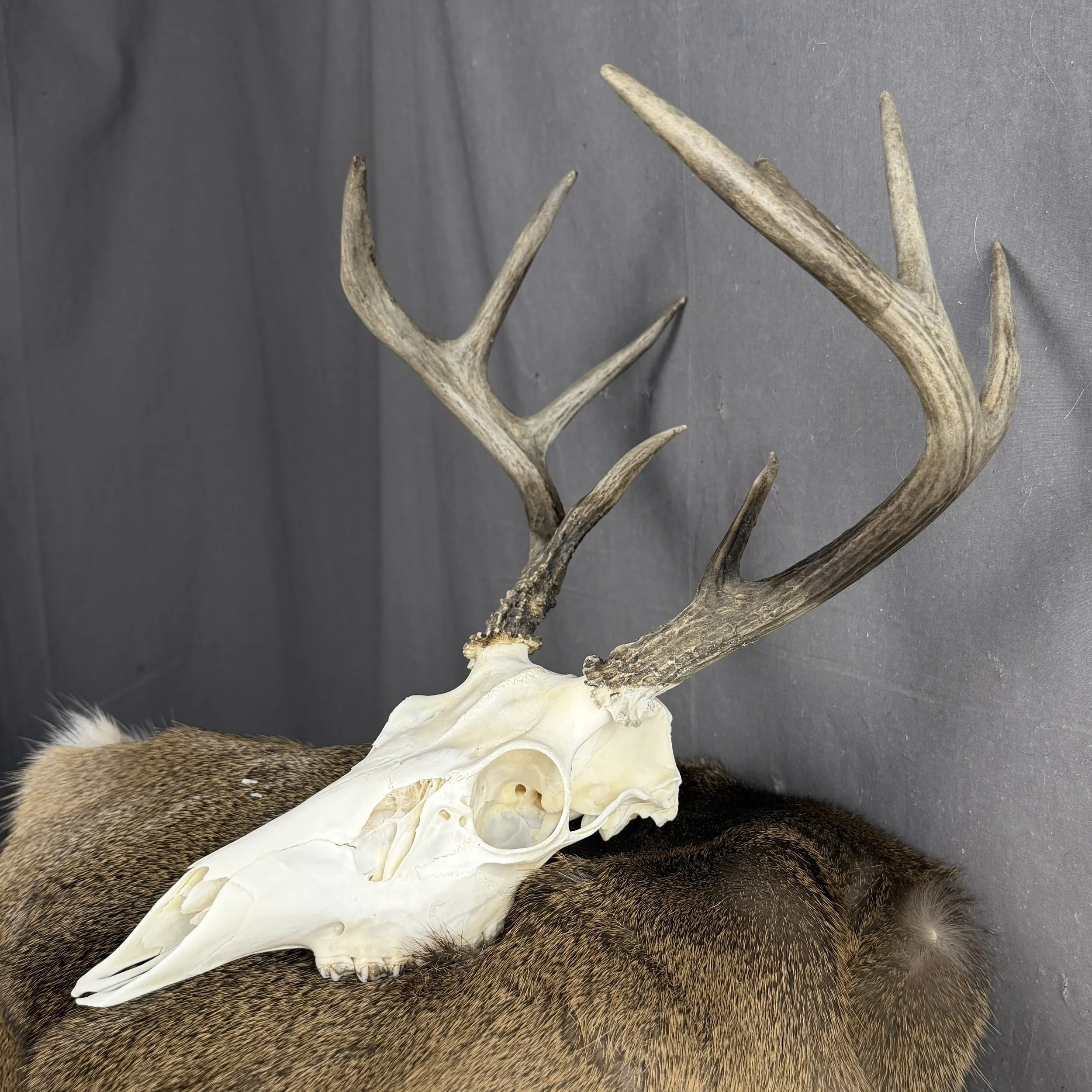 White Tail Deer Skull