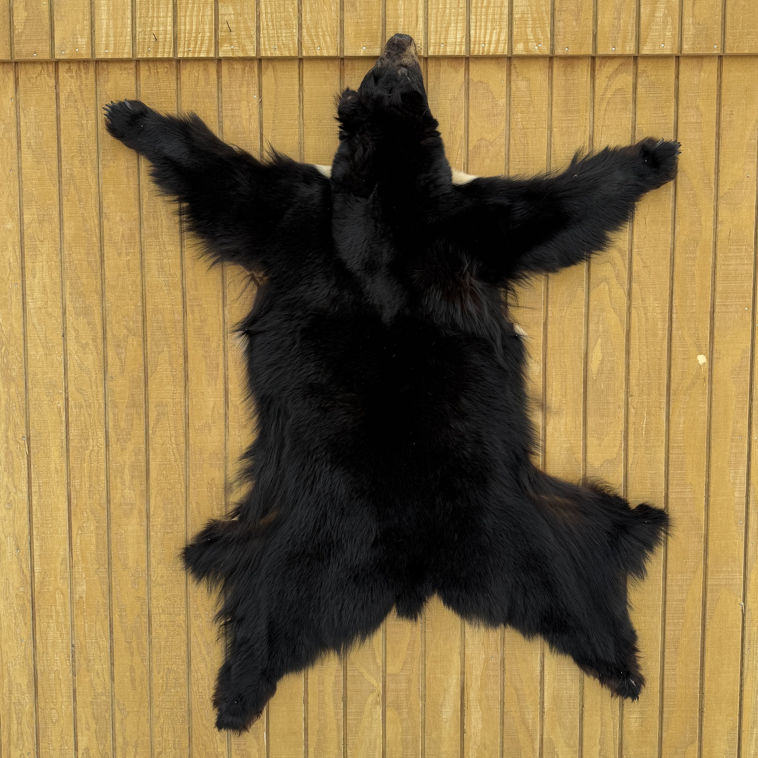 Black Bear Hide SQ1155