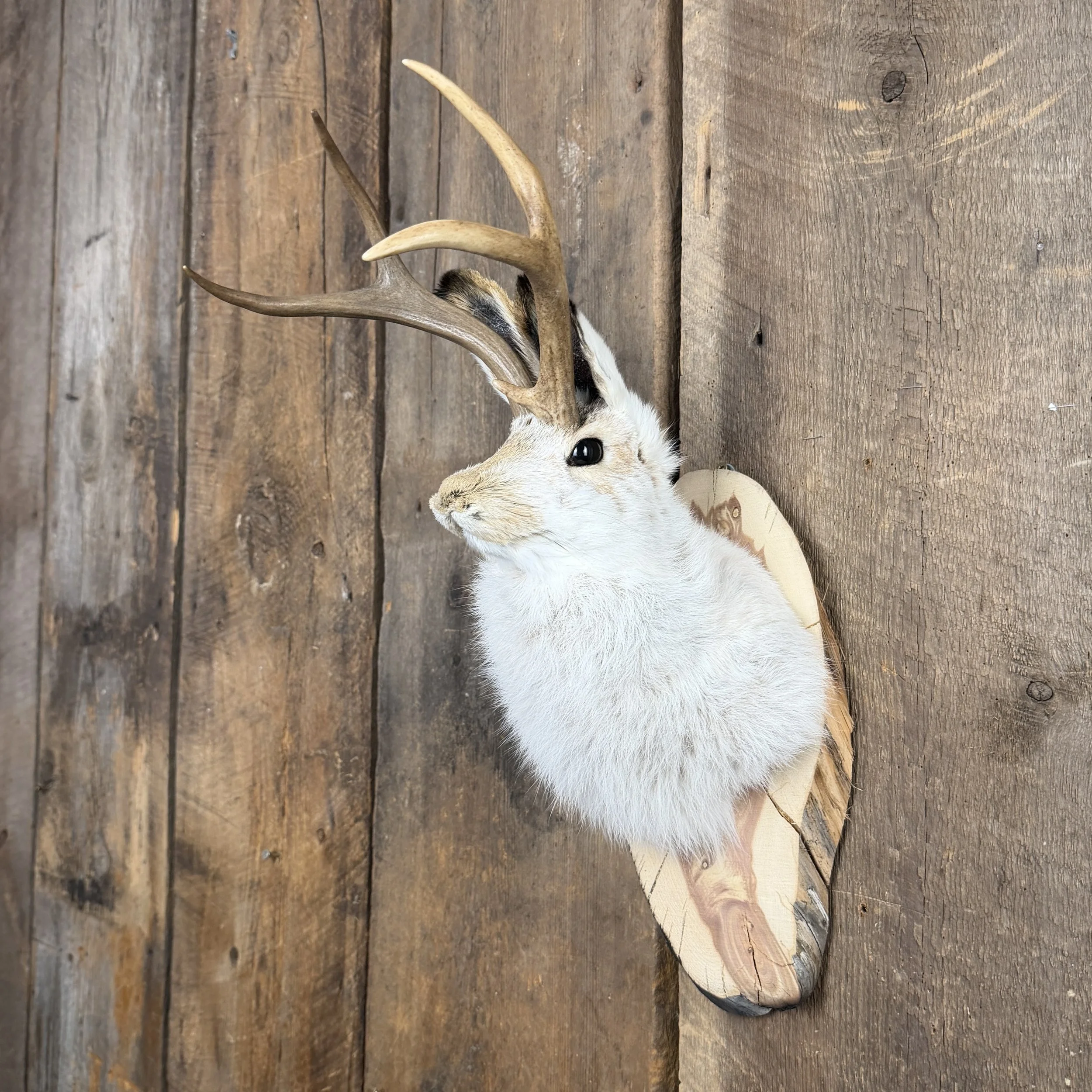 jackalope mount