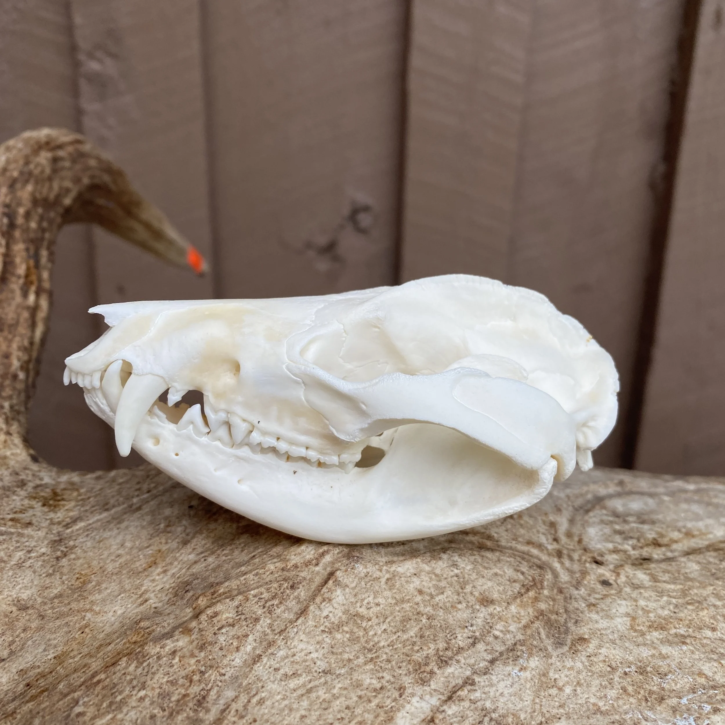 Opossum Skull