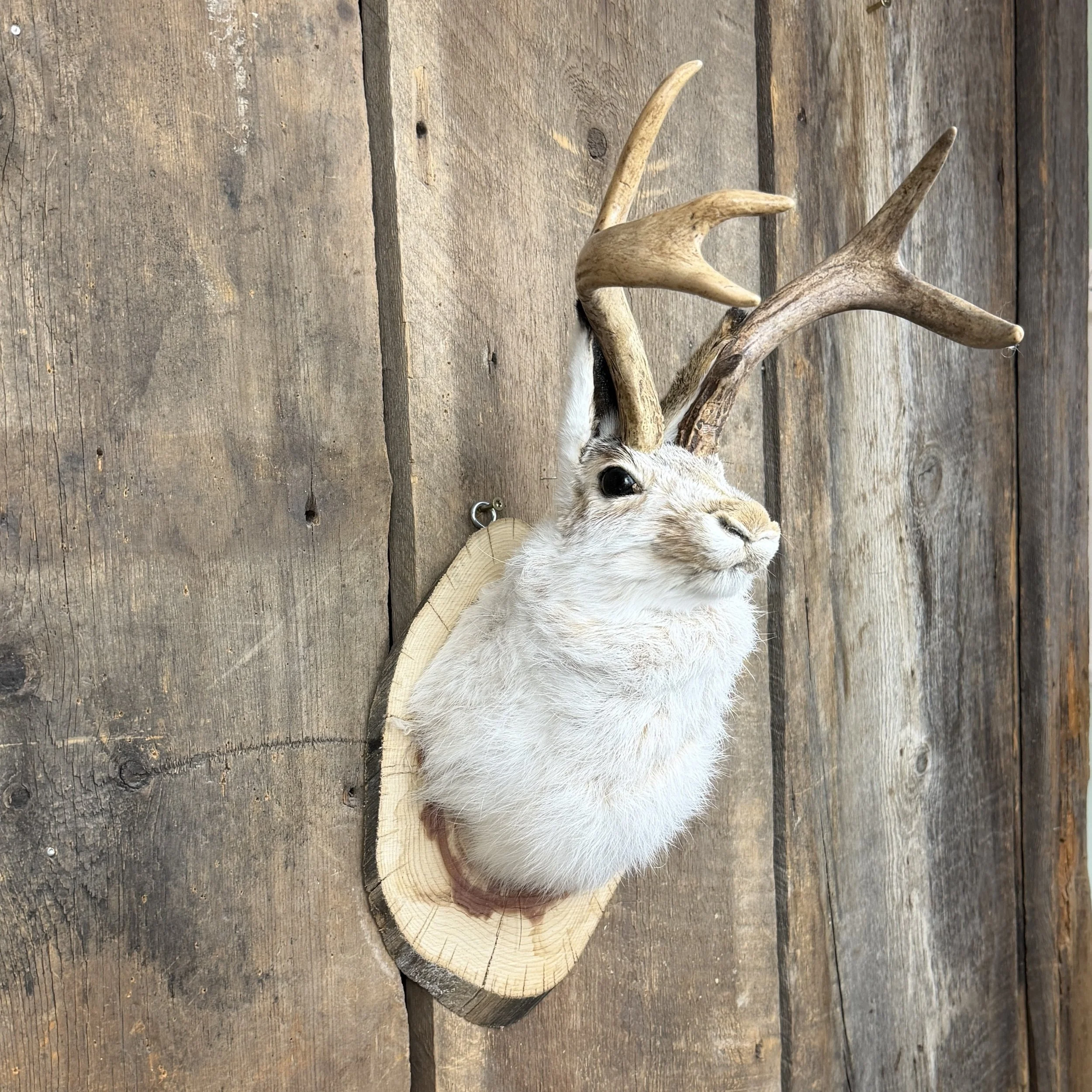 jackalope mount