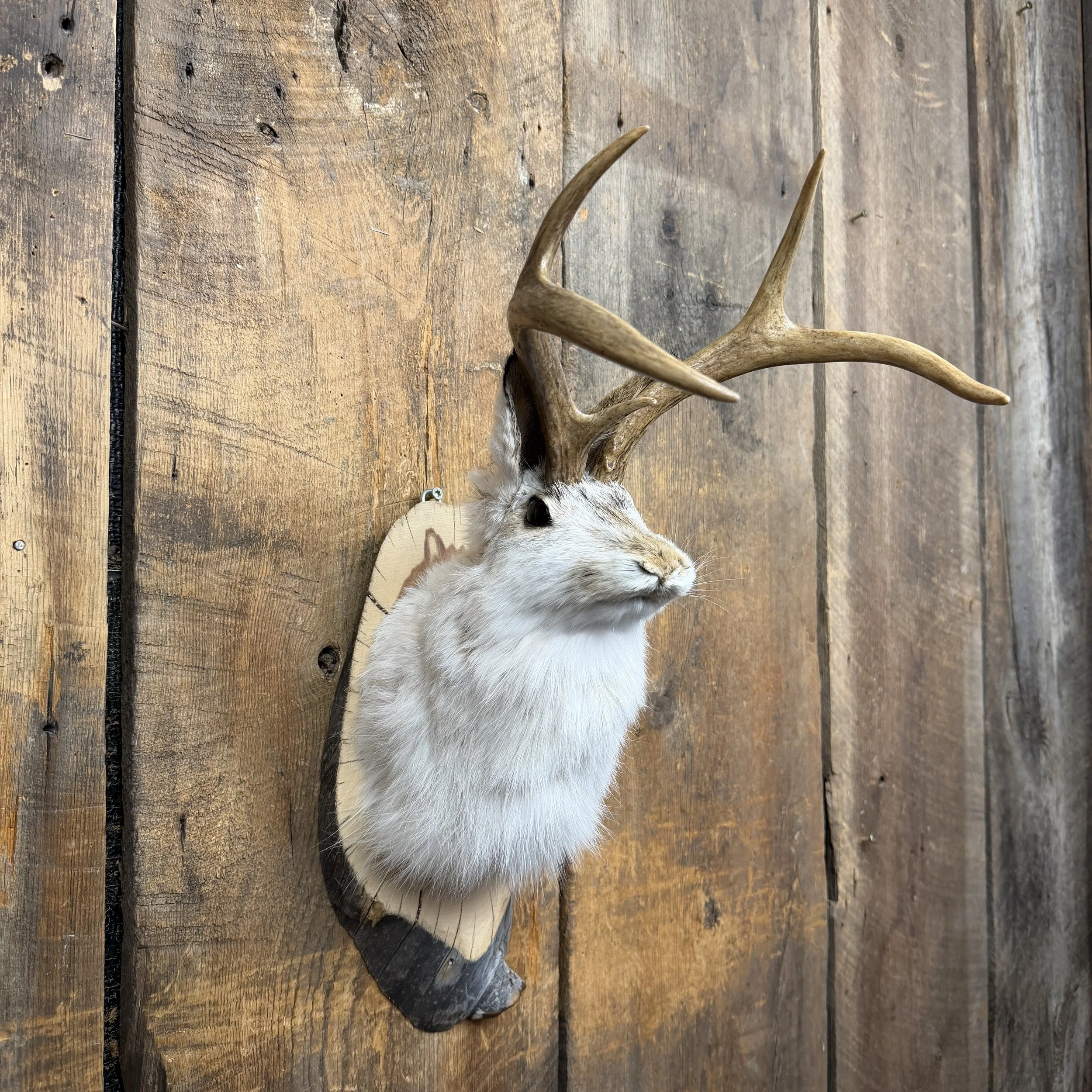 jackalope mount