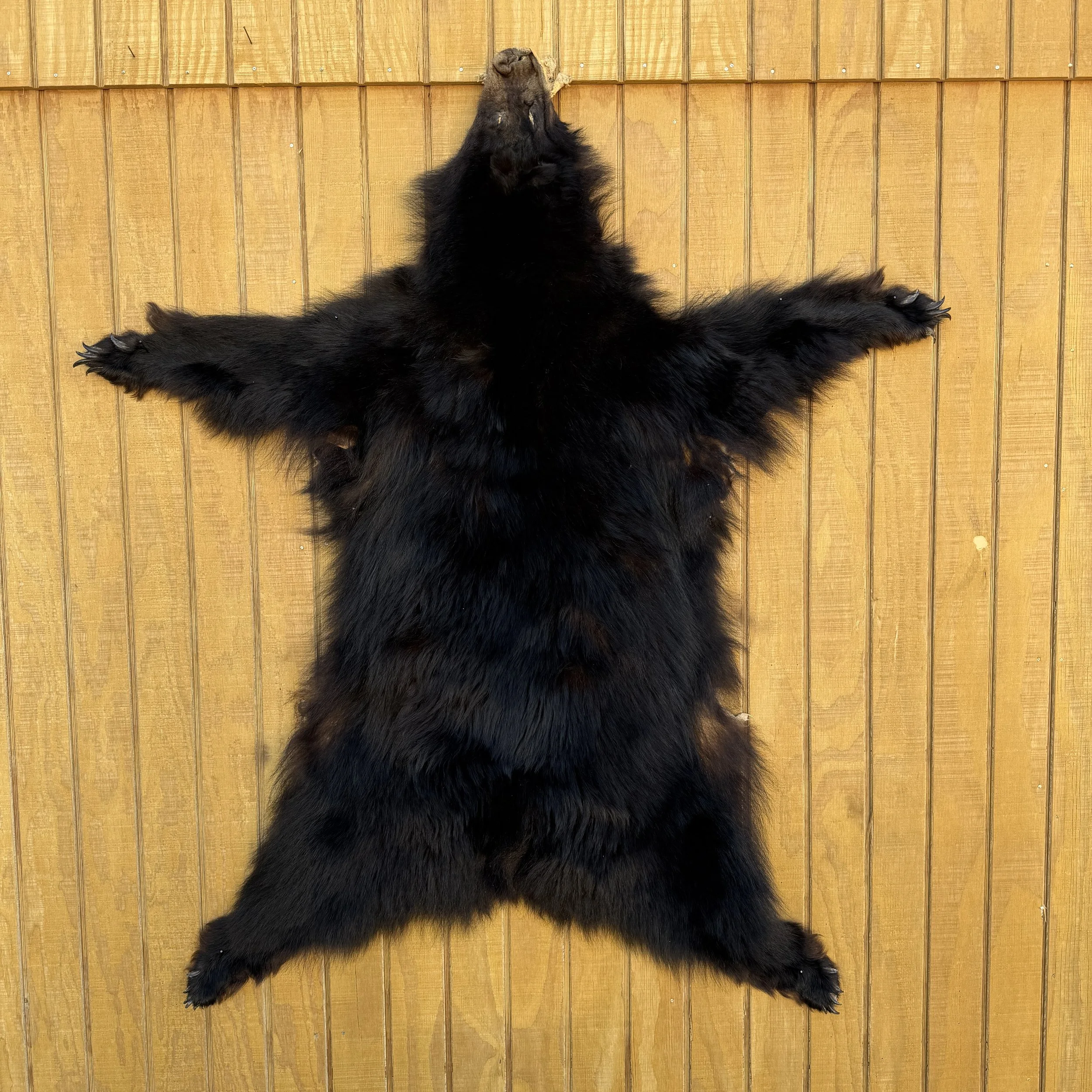 Black Bear Hide SQ8733D5