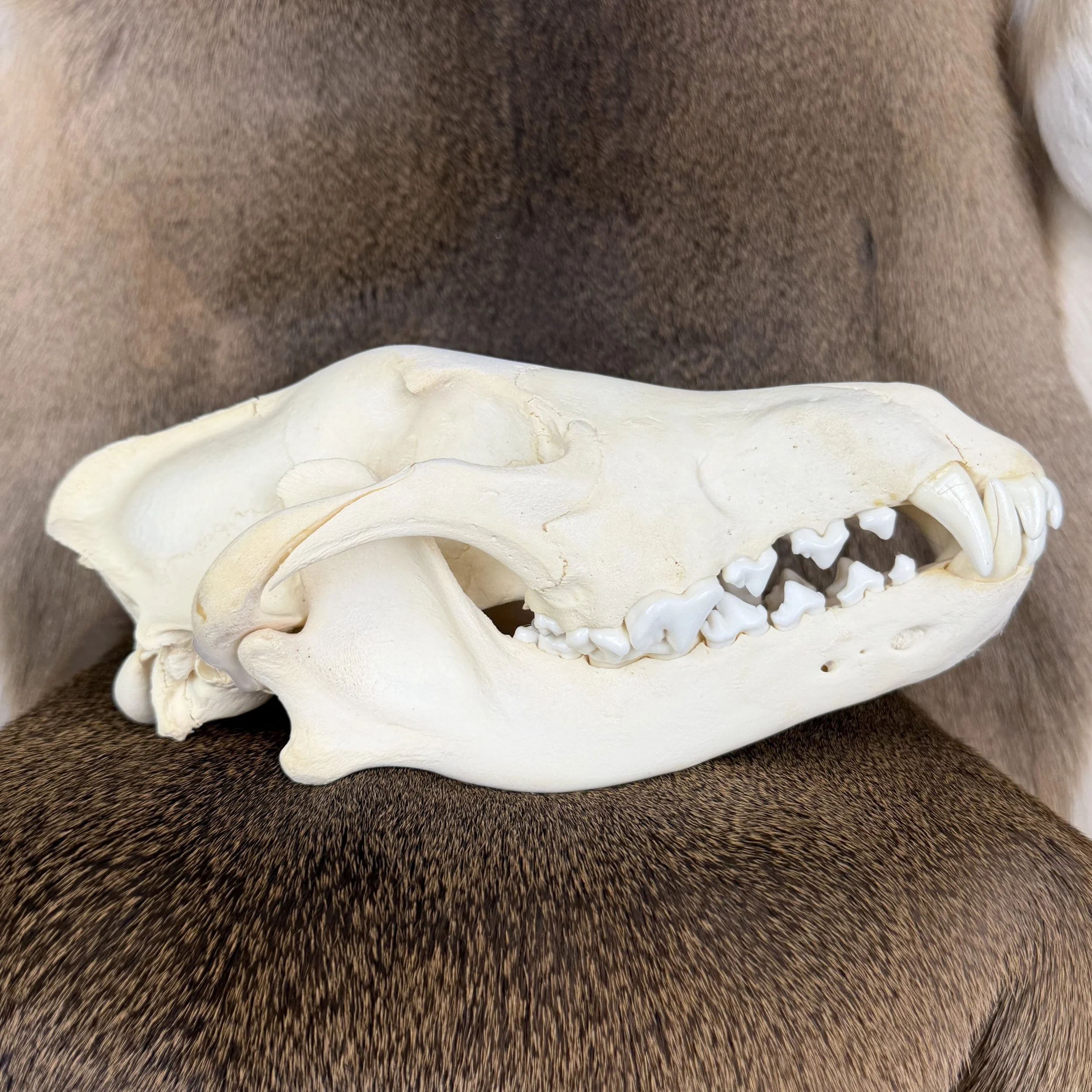 wolf skull