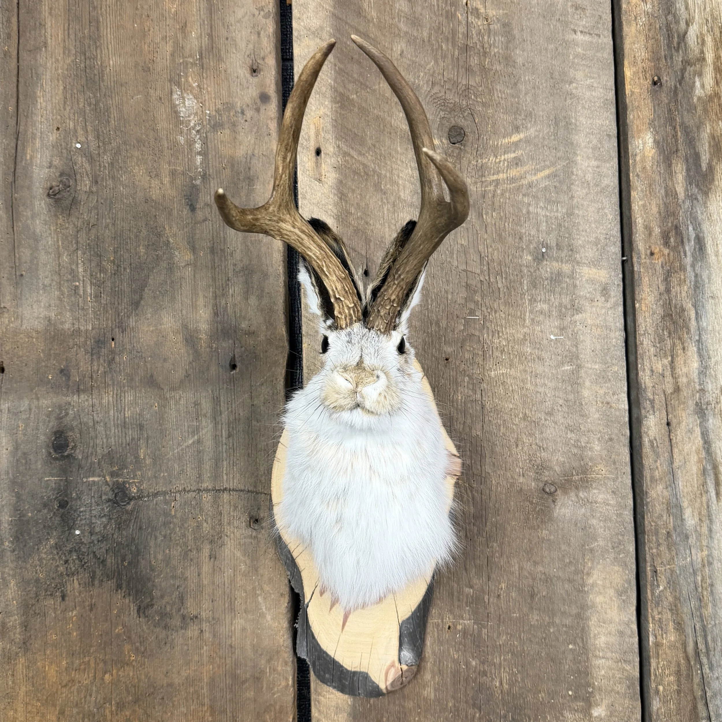 jackalope mount