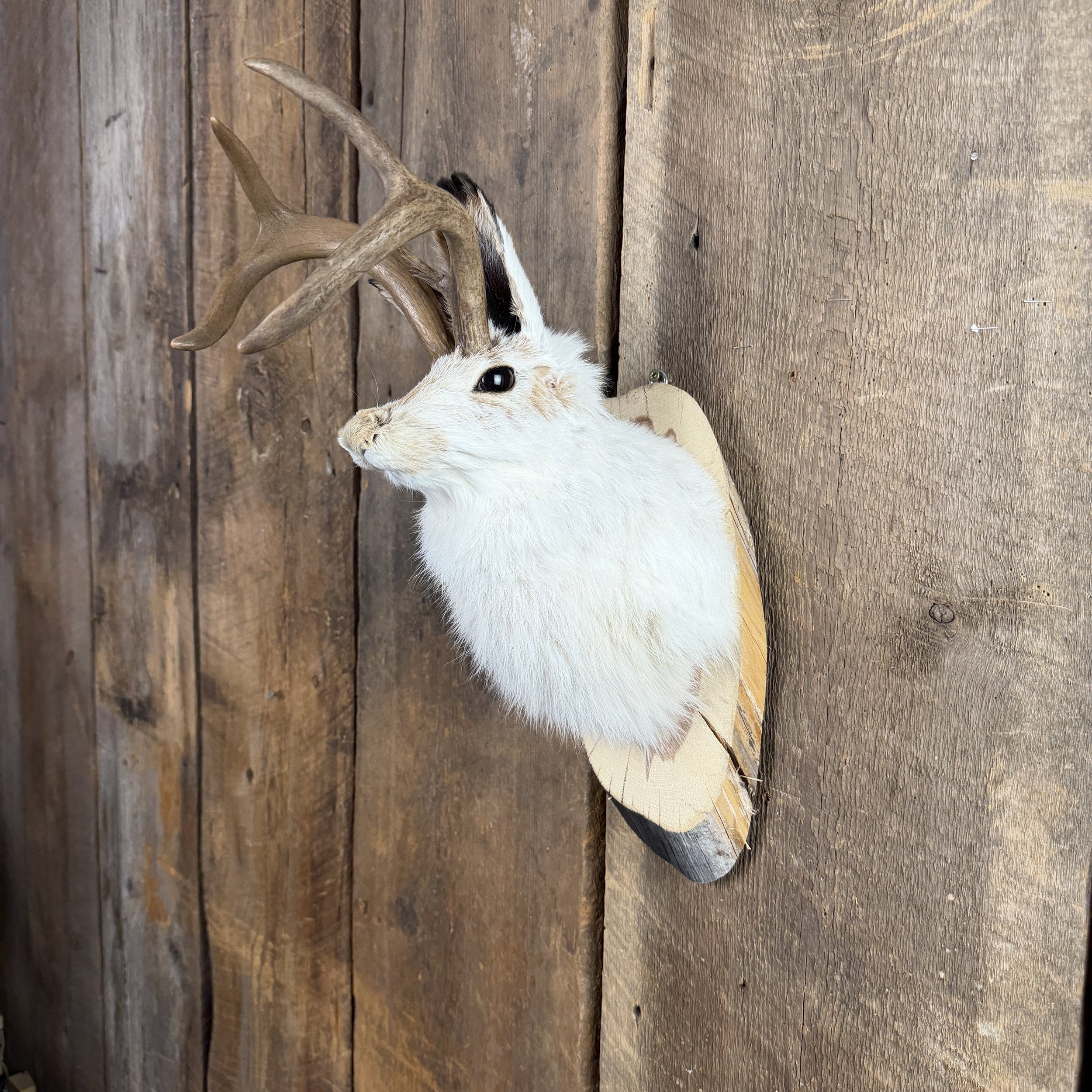 Jackalope Mount SQ0001