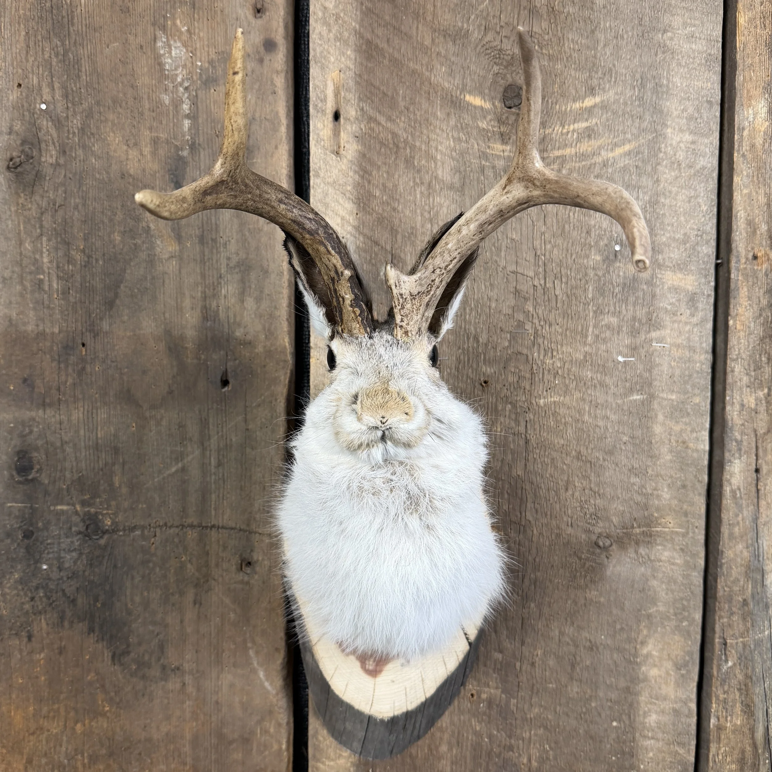 jackalope mount