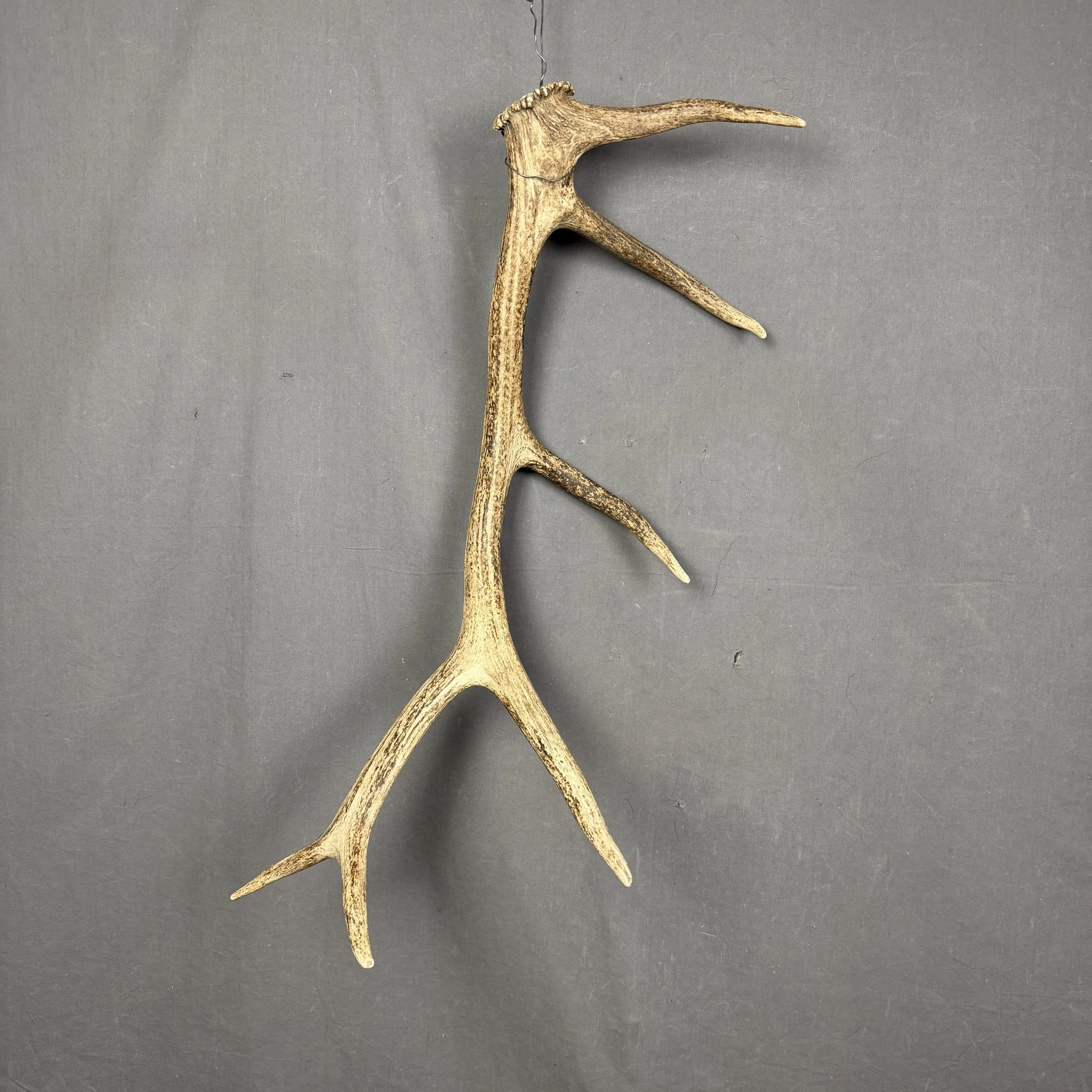 Elk Antler