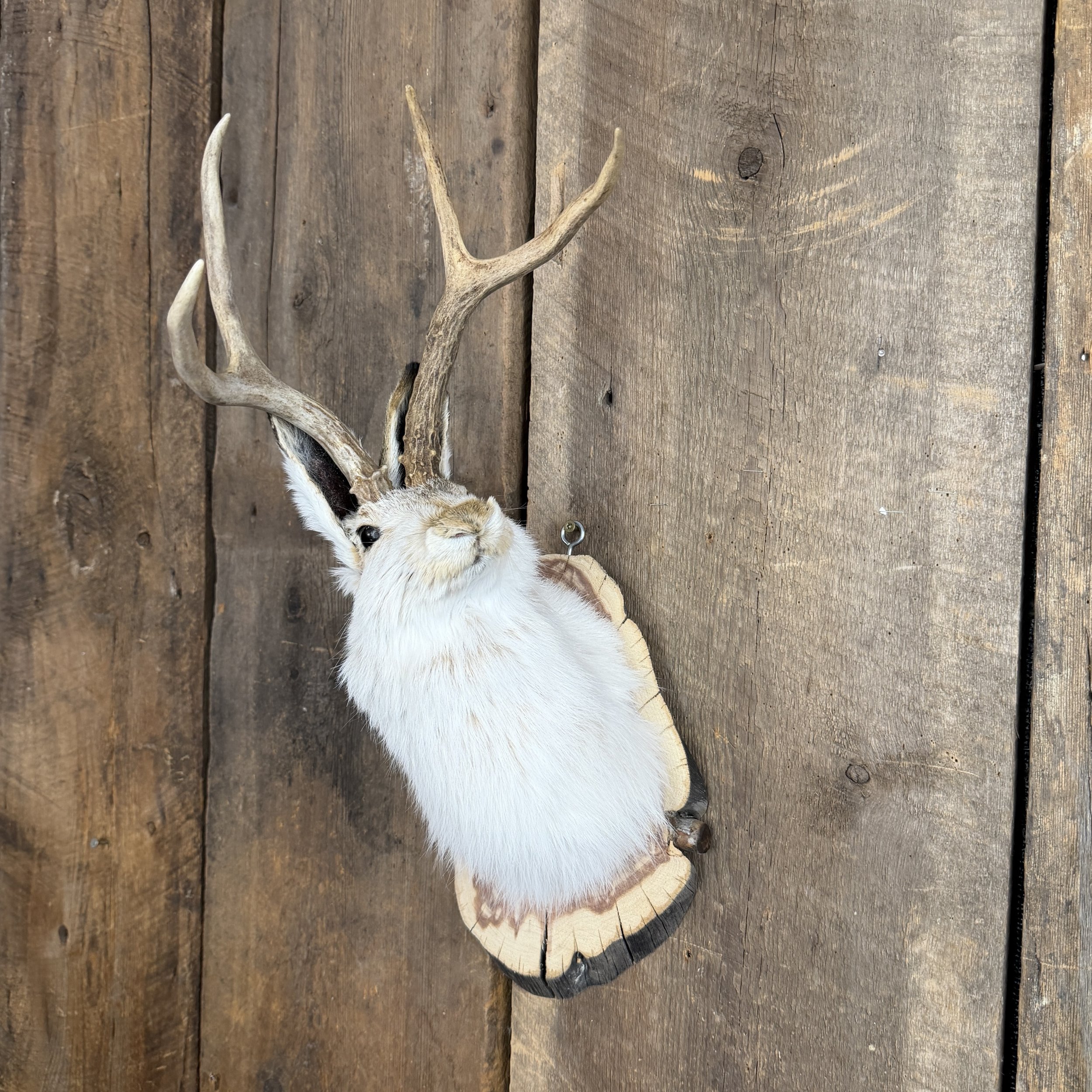 jackalope mount