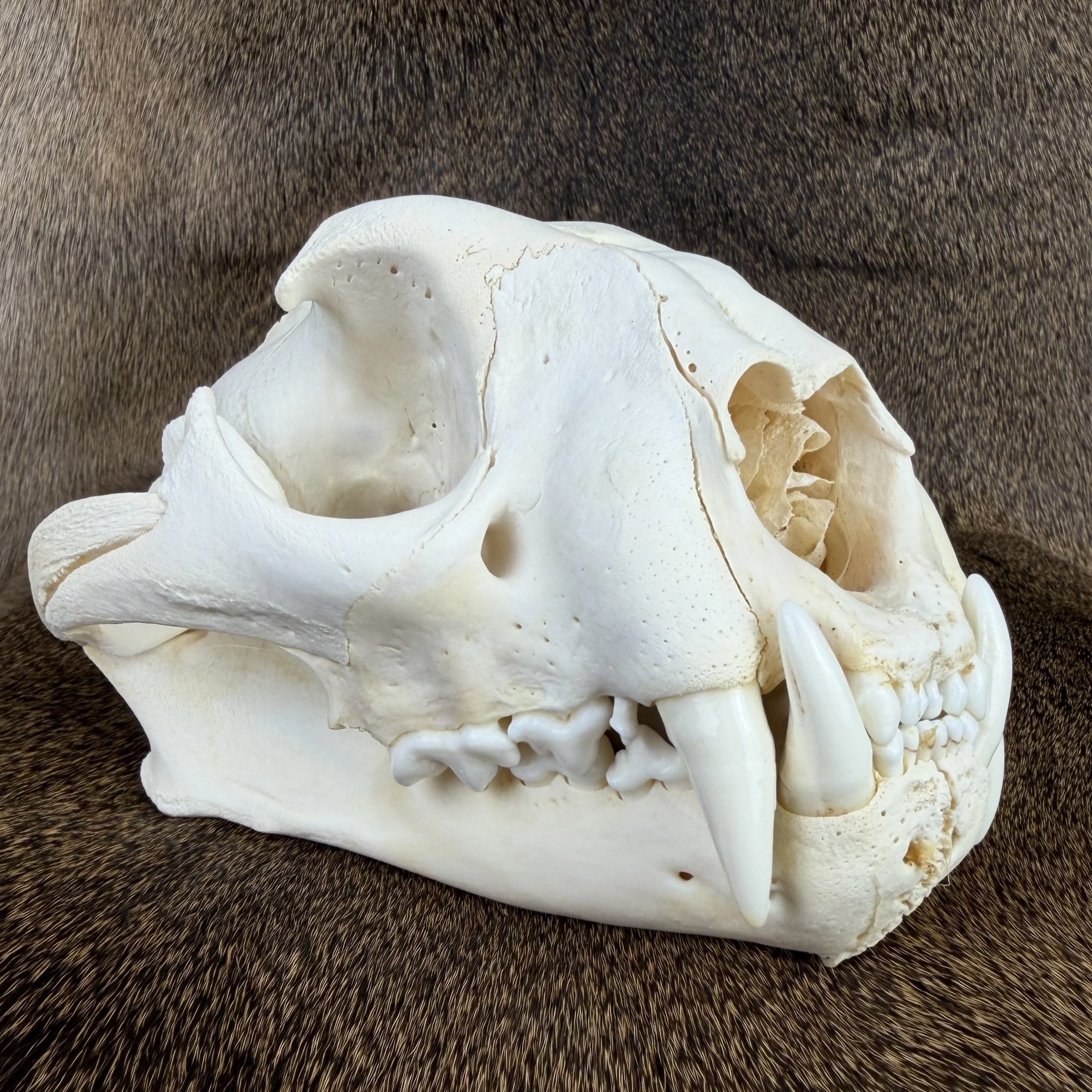 cougar skull