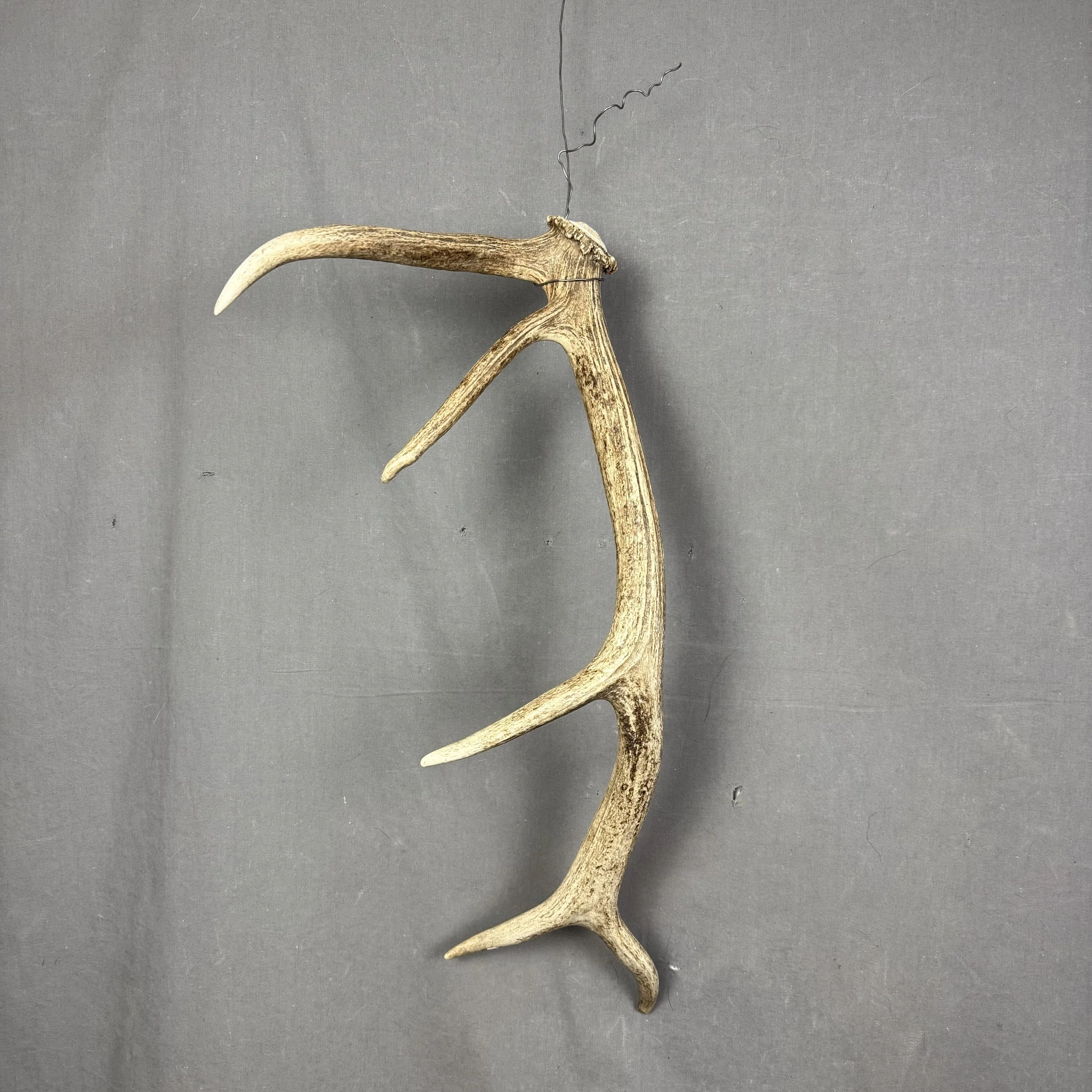Elk Antler