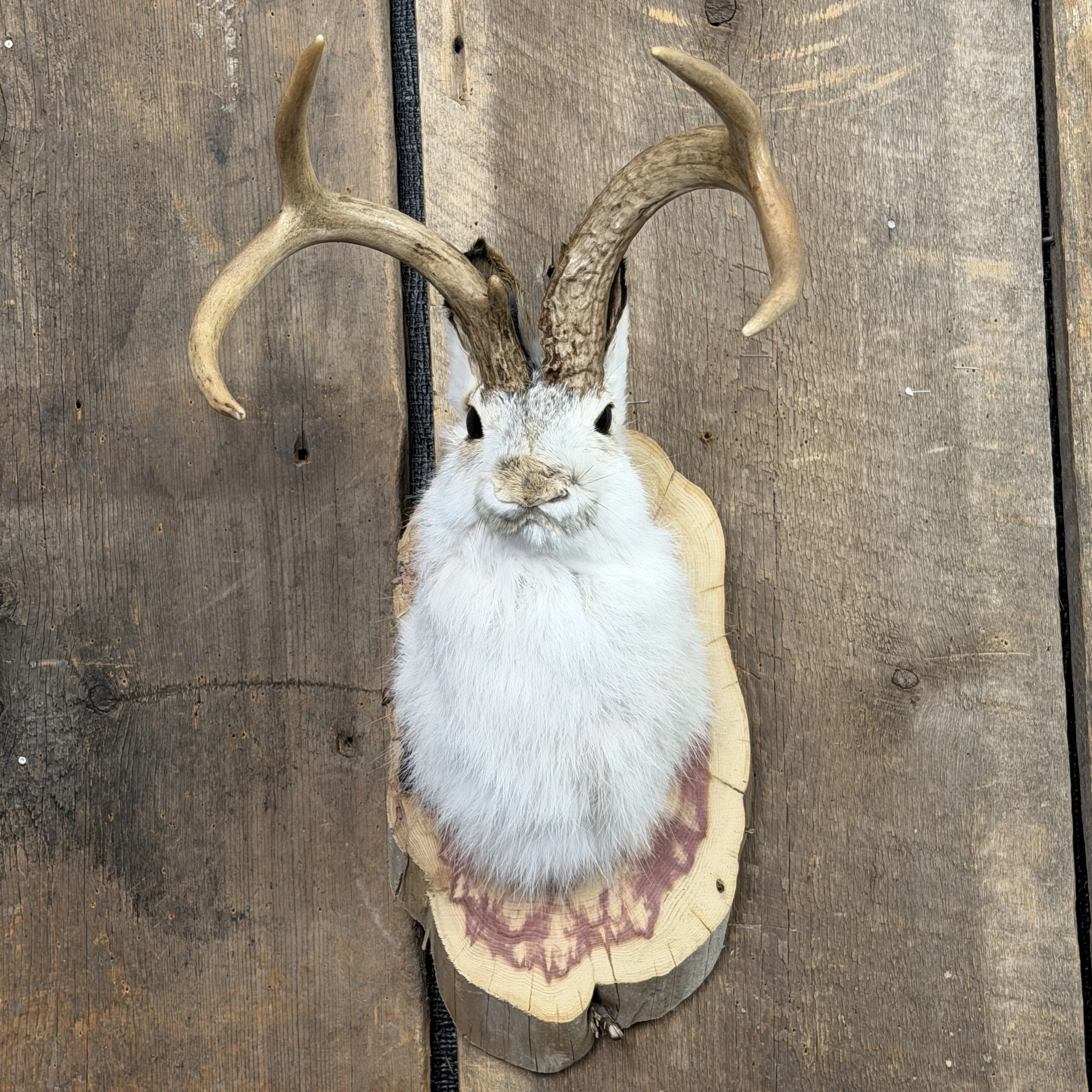 jackalope mount