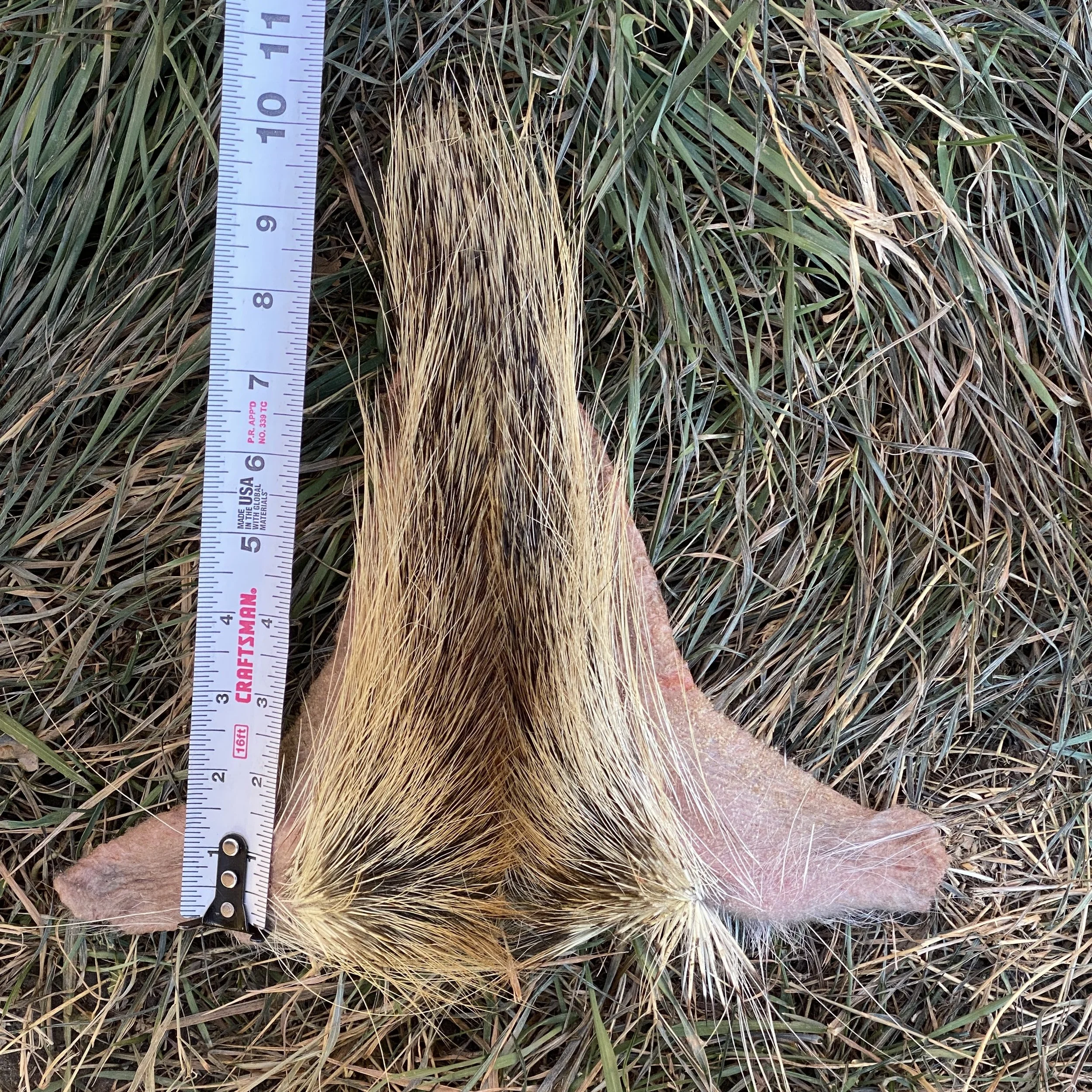 Porcupine Tail ( Not Tanned)