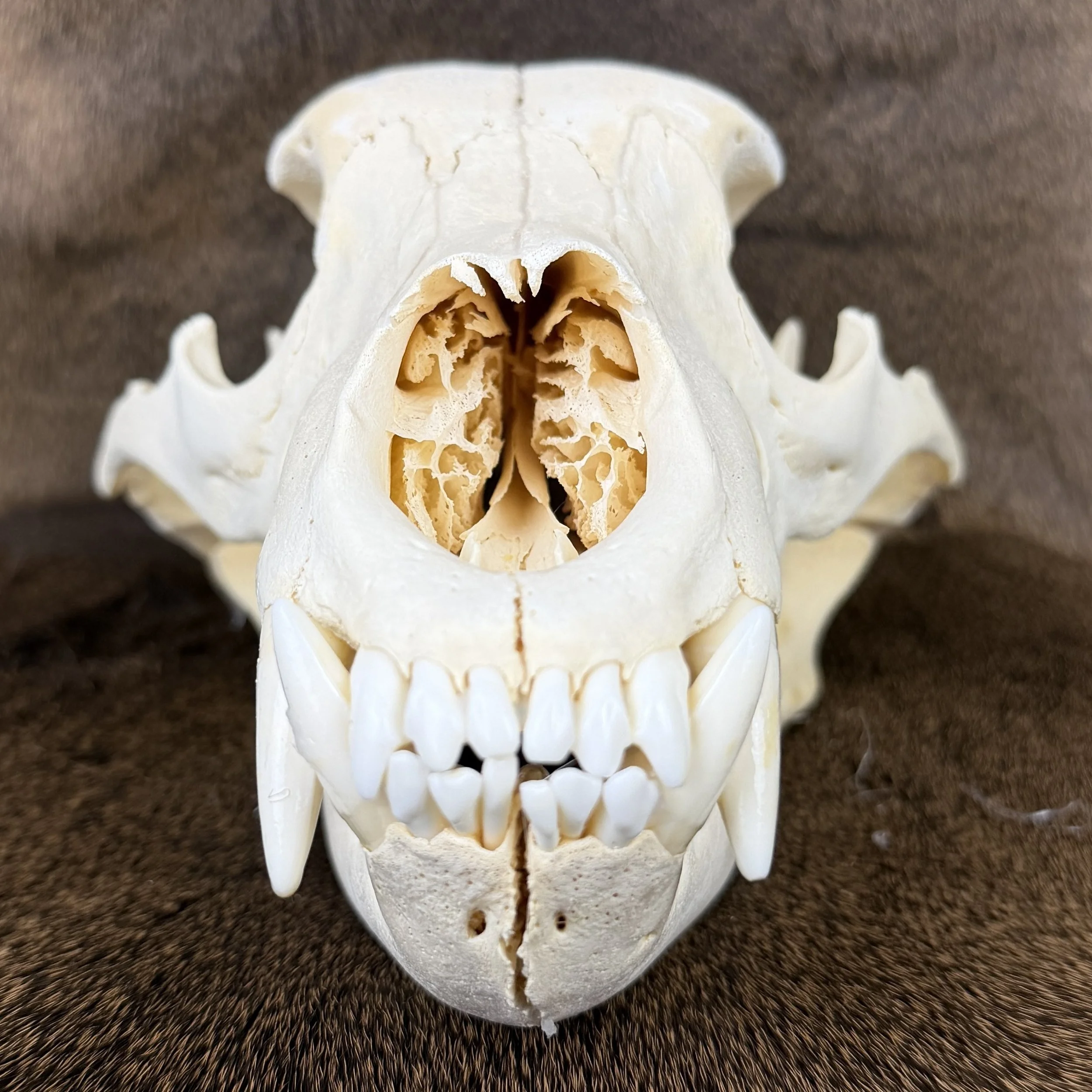 black bear skull