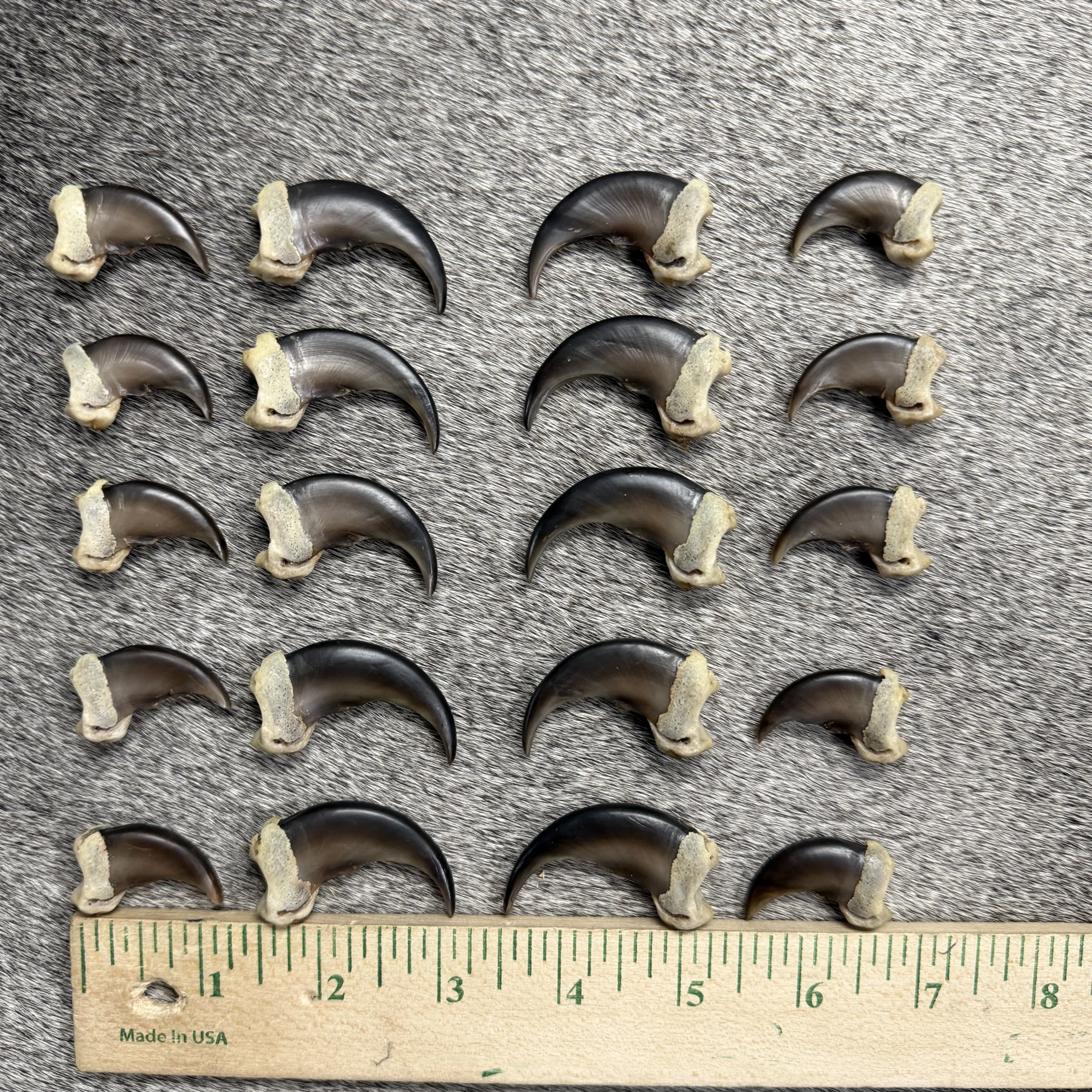 black bear claws