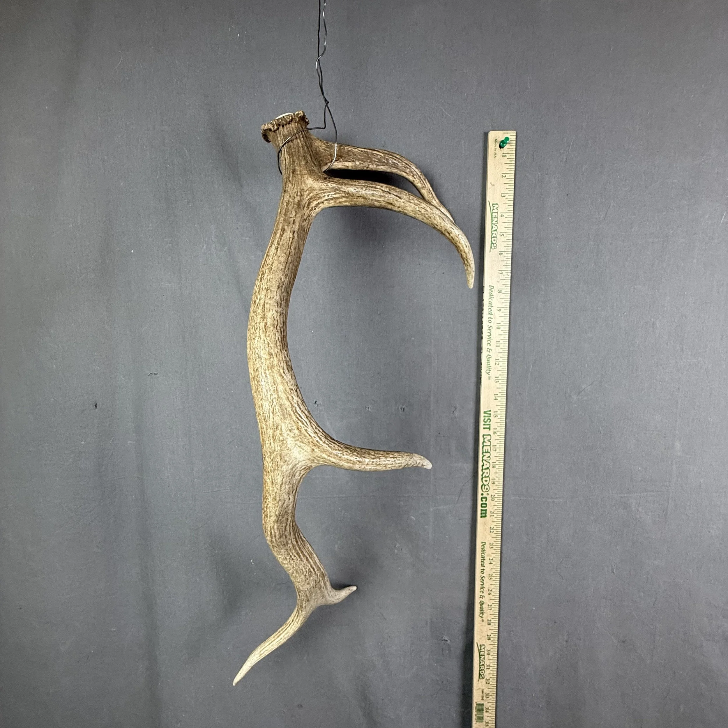 elk antler