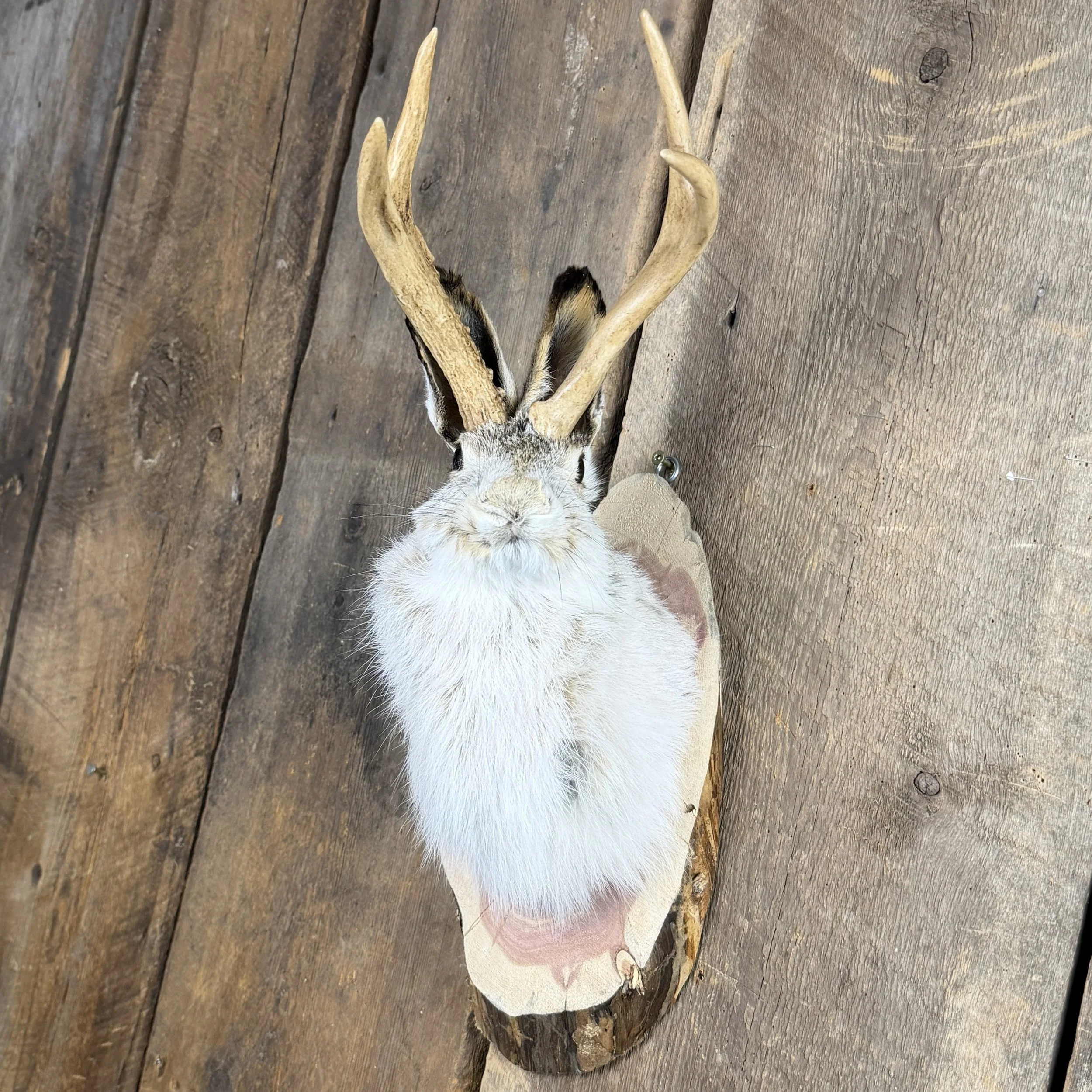 Jackalope Mount (Head Turned) SQ4850