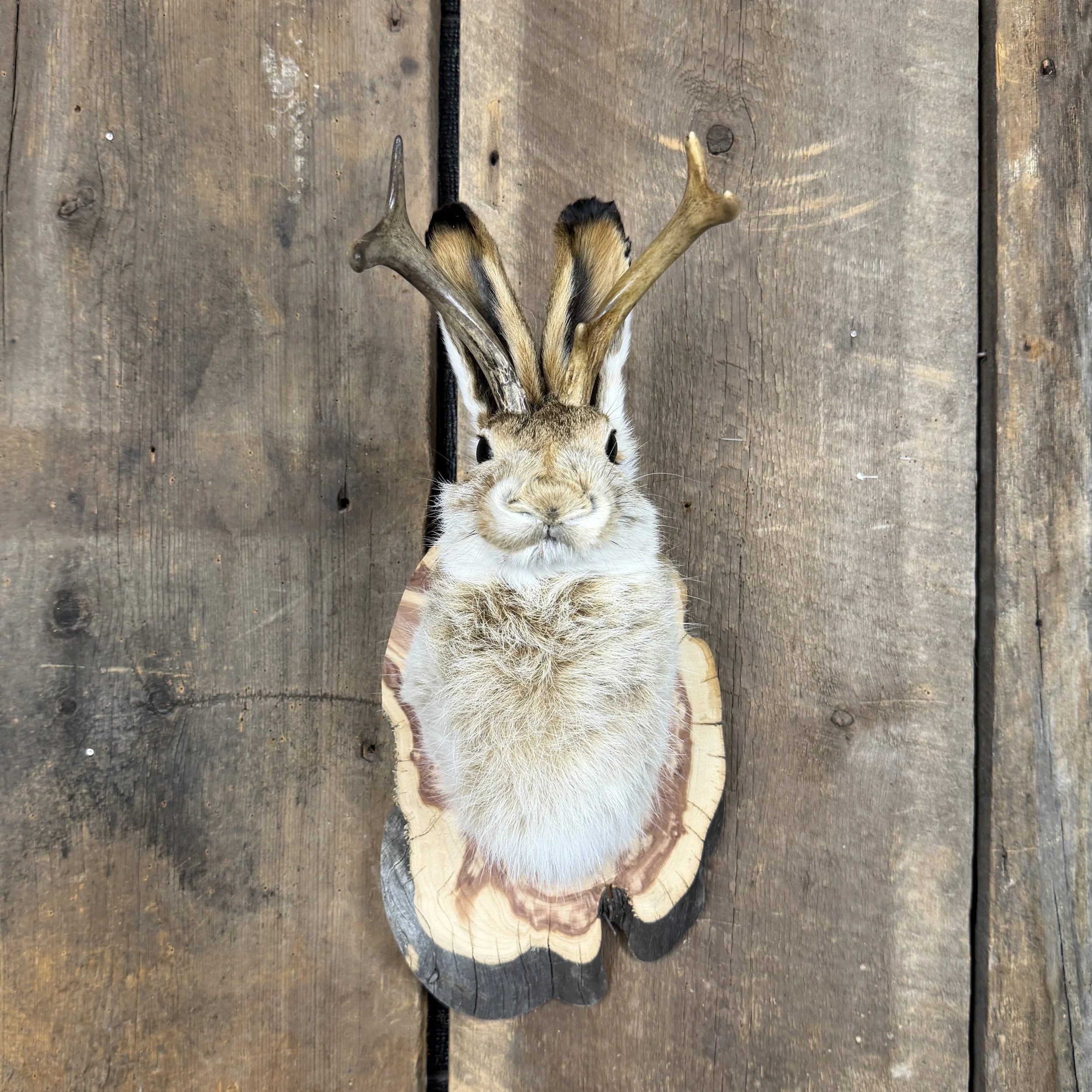 jackalope mount