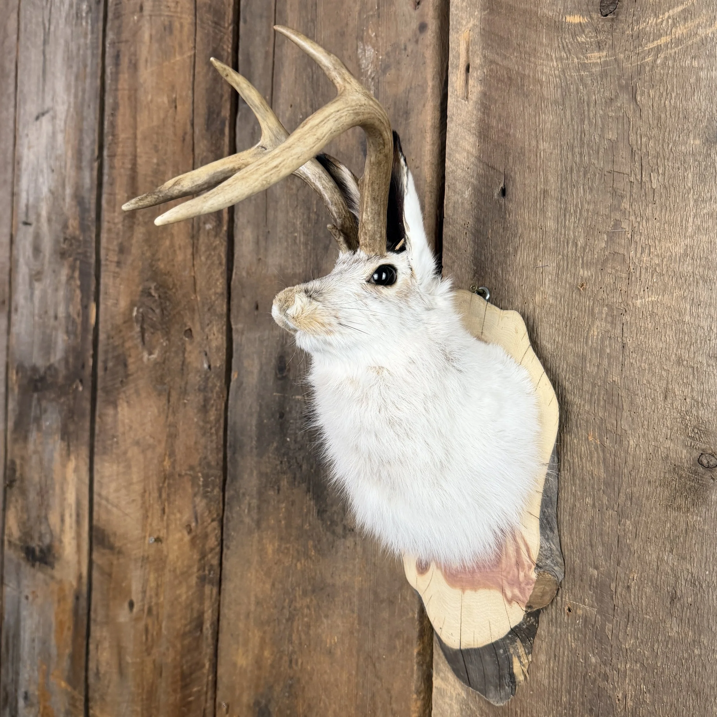 jackalope mount
