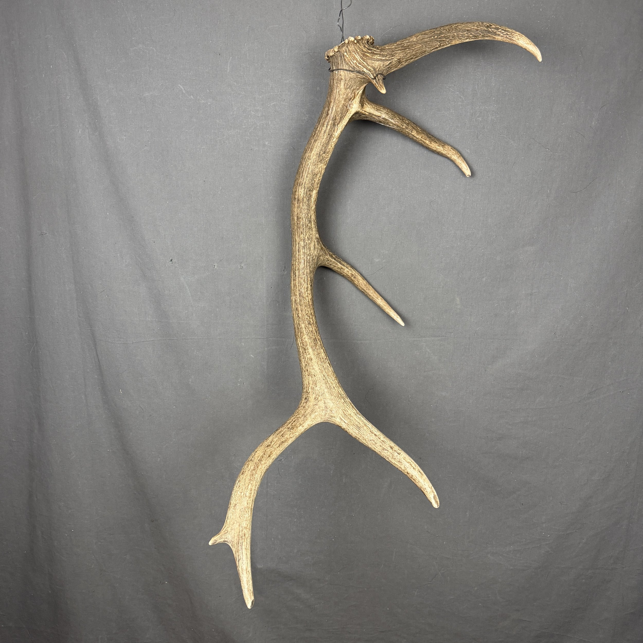 Elk Antler