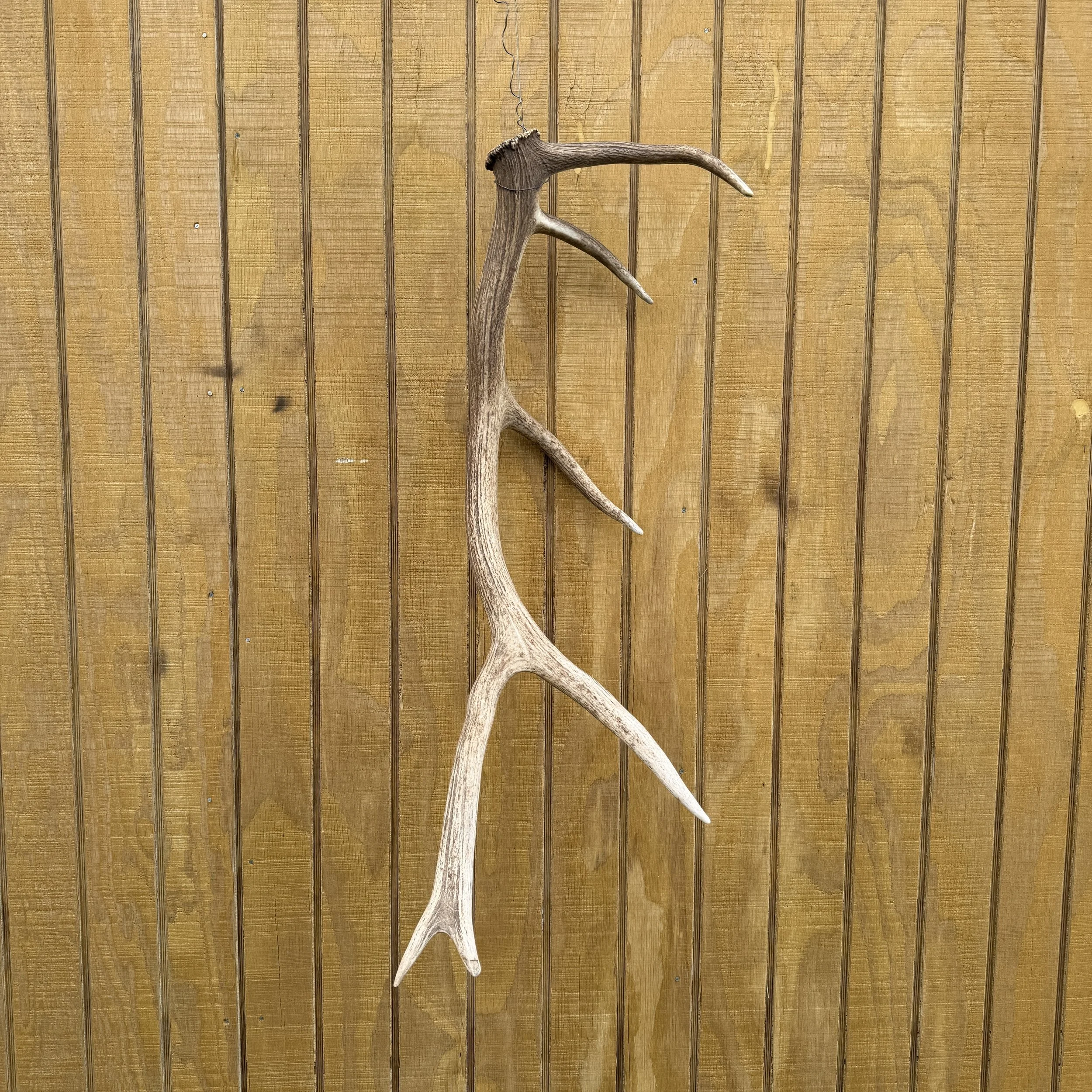 Elk Antler