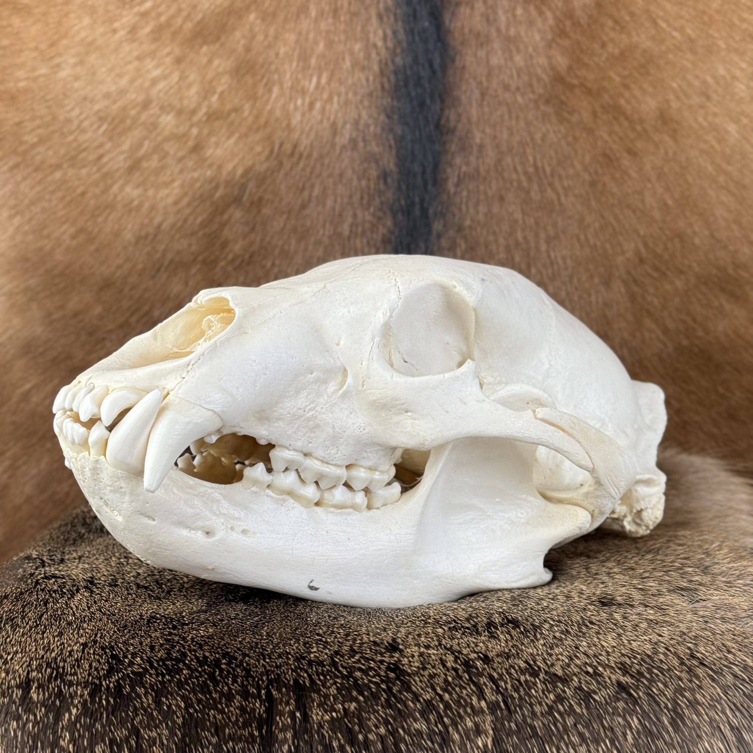 Black Bear Skull