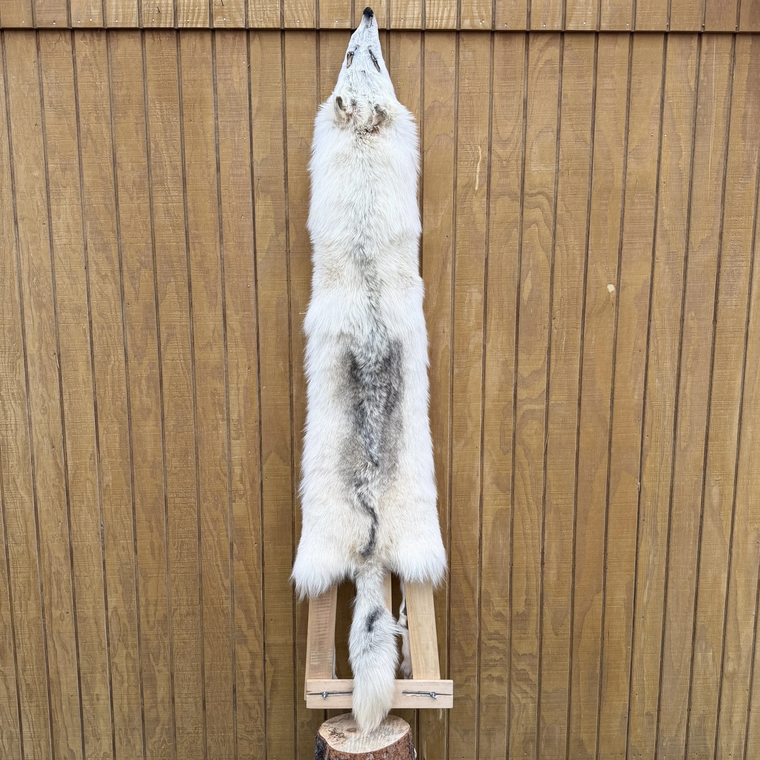 wolf pelt