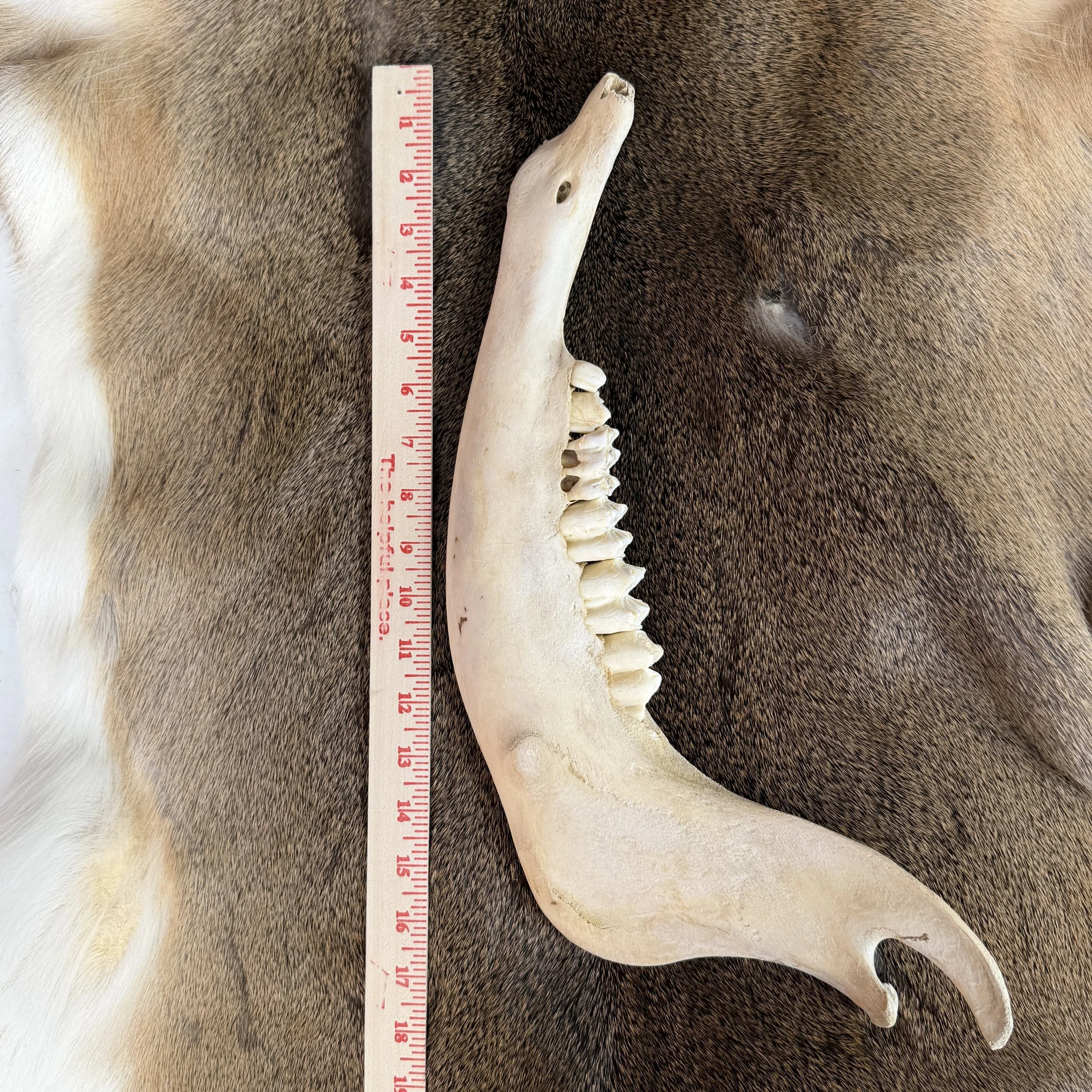 bison jaw bone