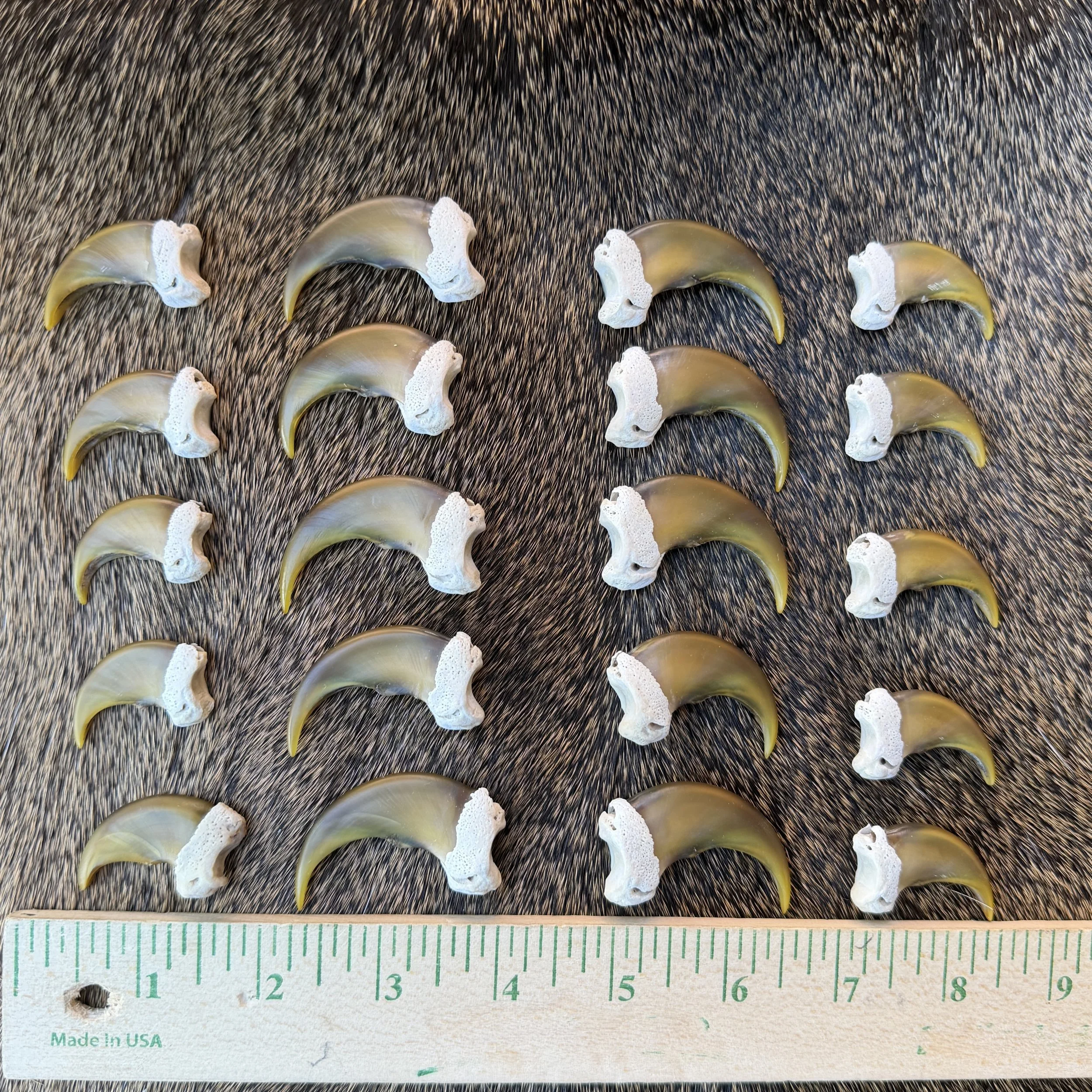 black bear claws
