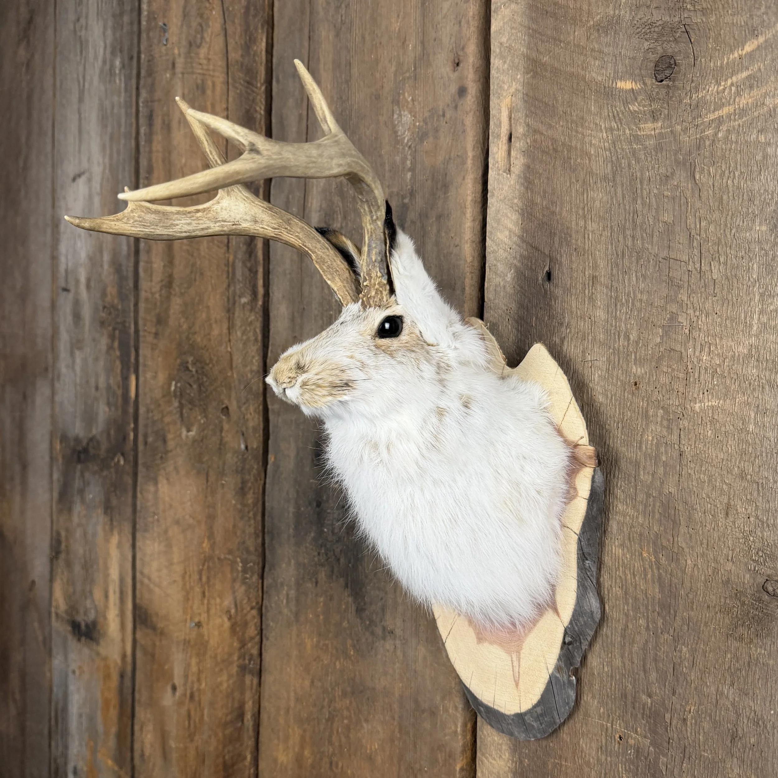 jackalope mount