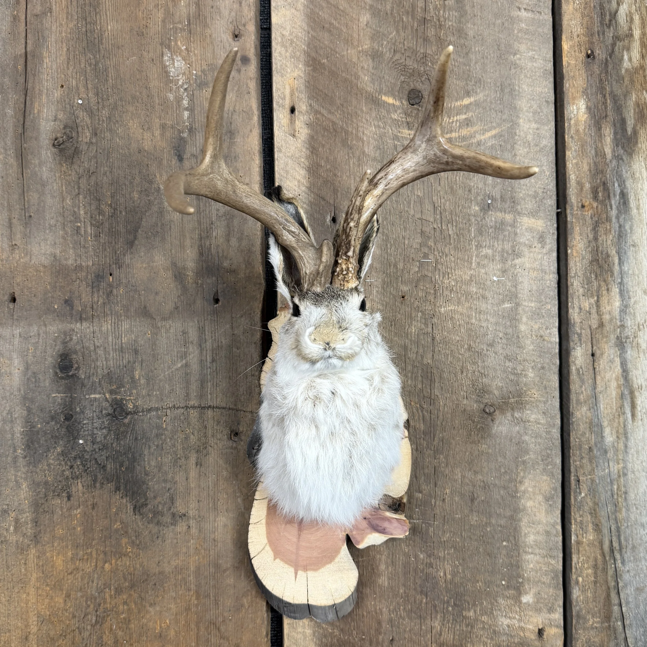 jackalope mount