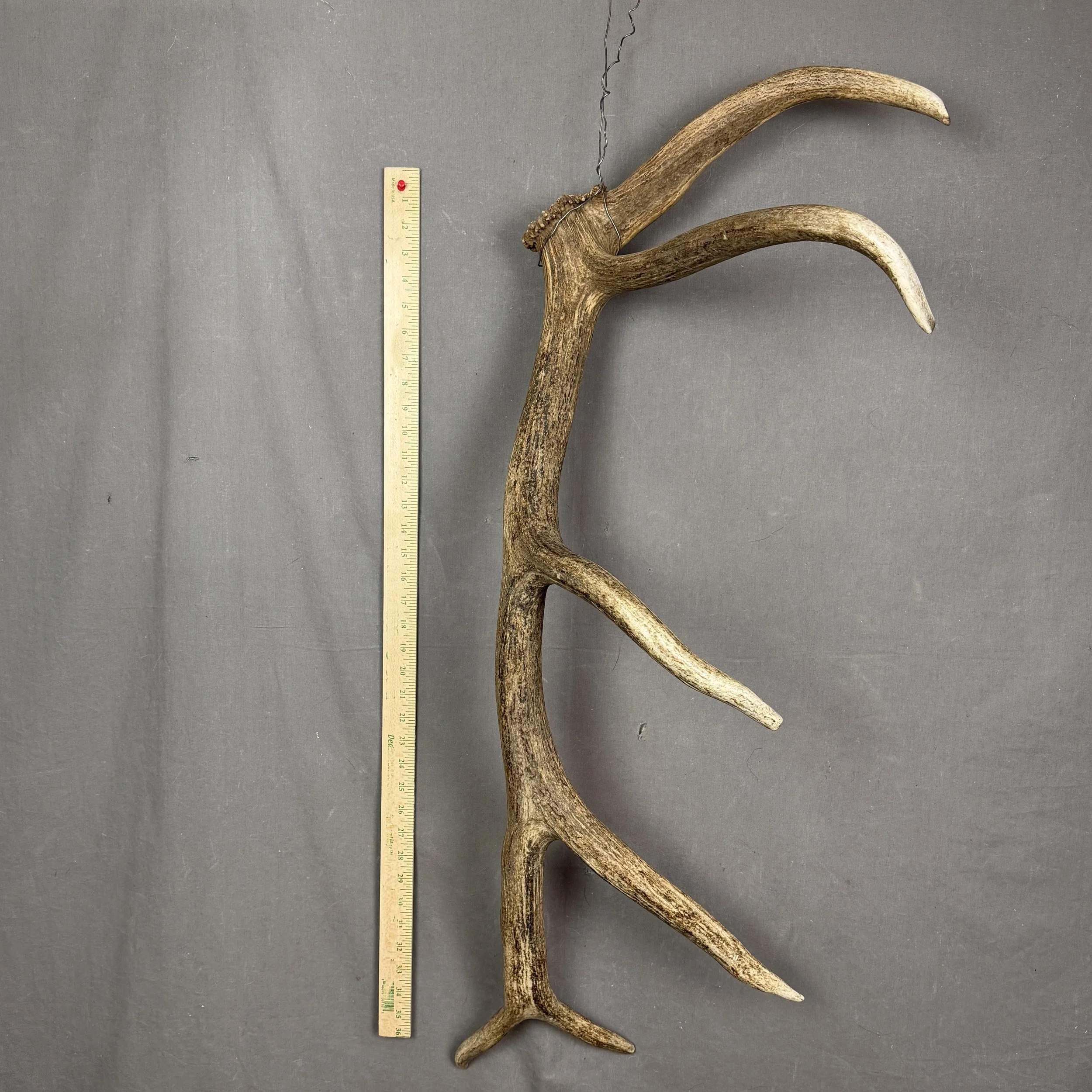 Elk Antler