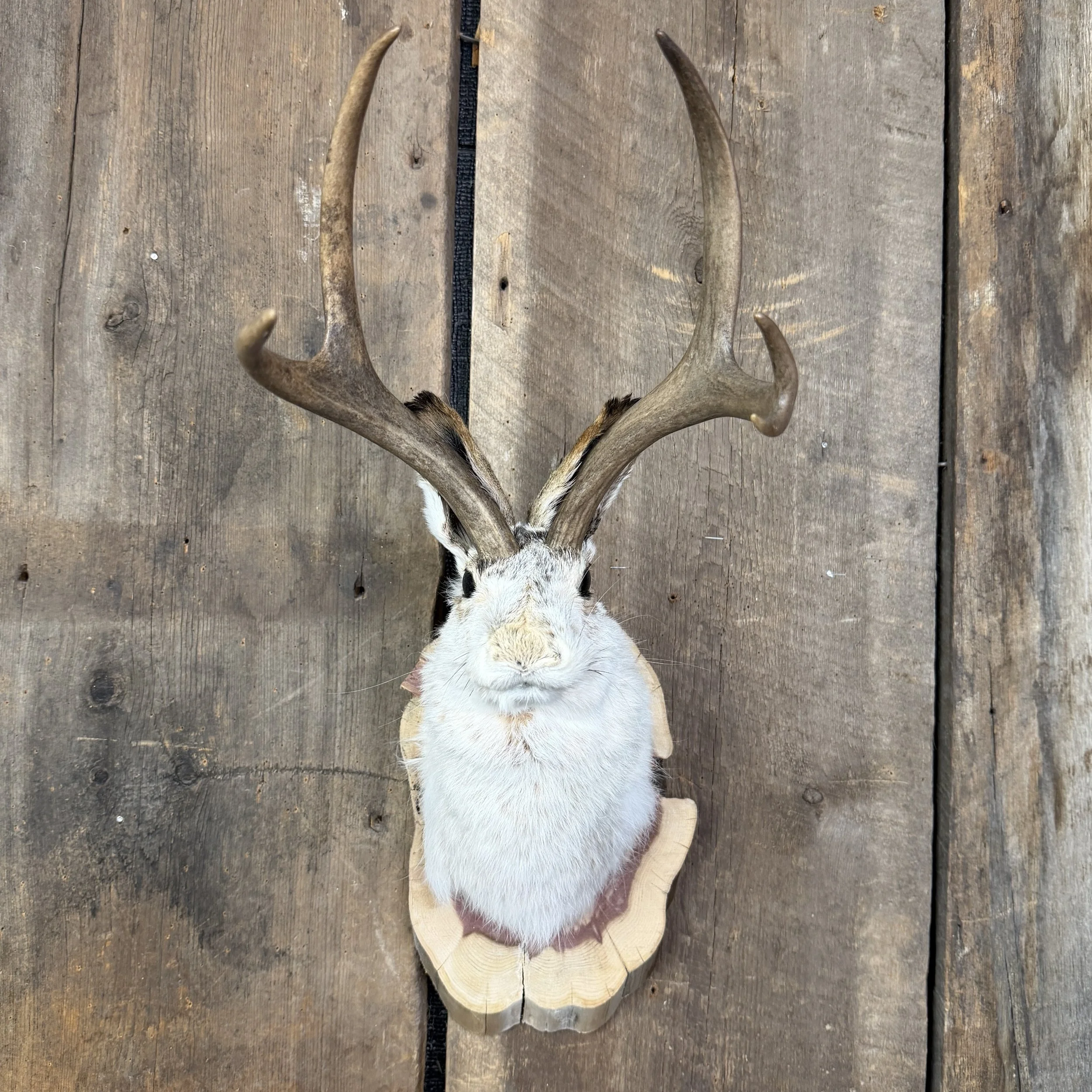 jackalope mount