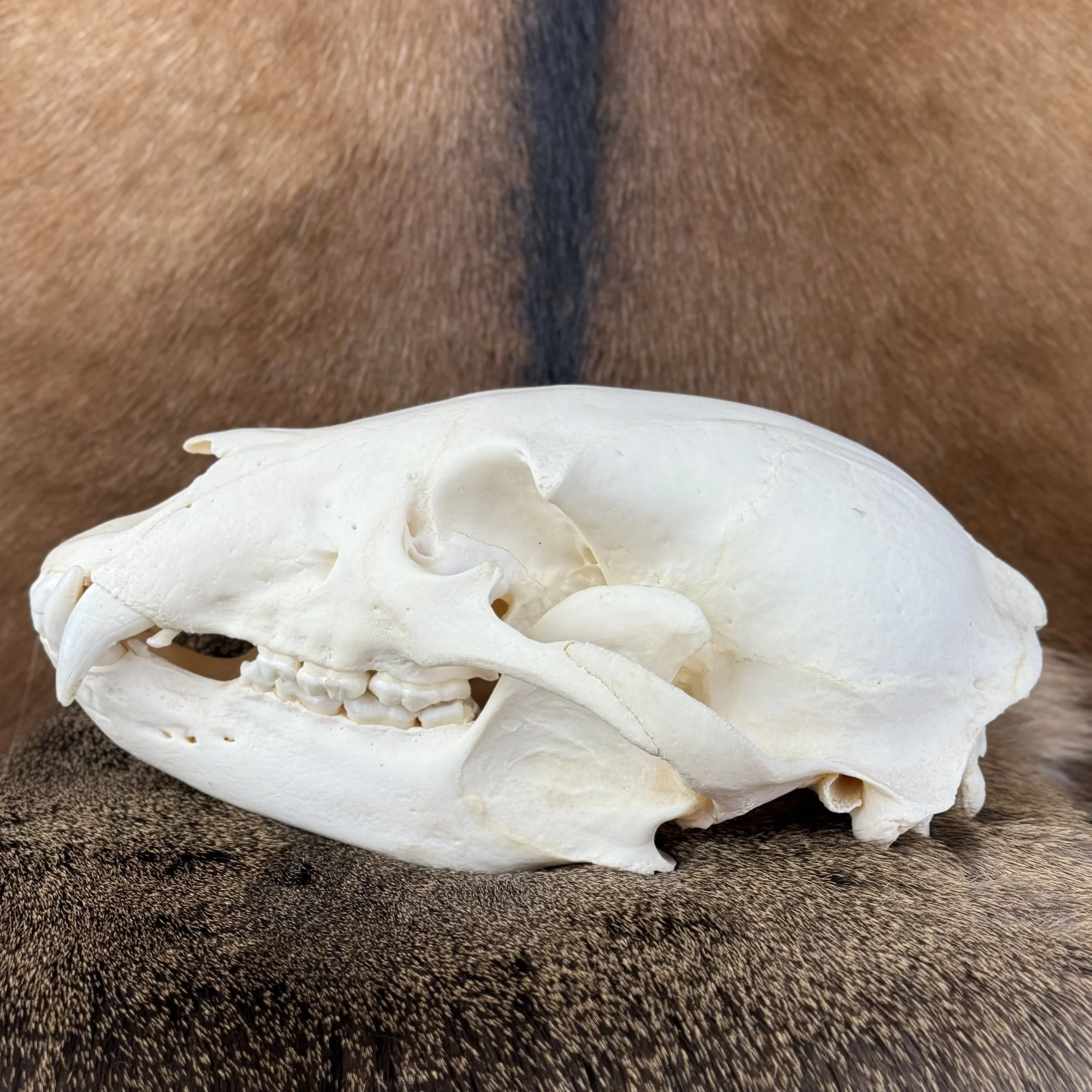 Black Bear Skull