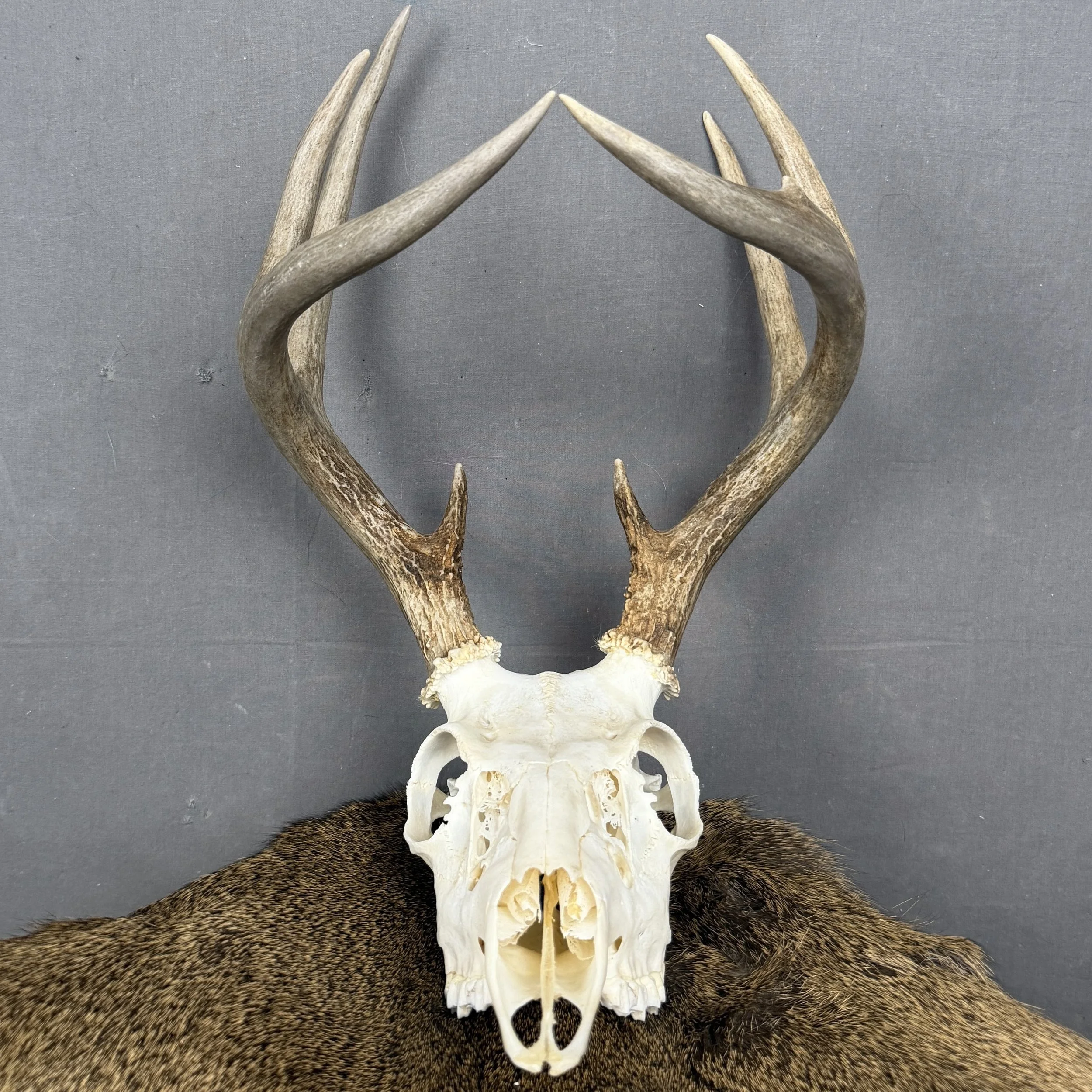 White Tail Deer Skull