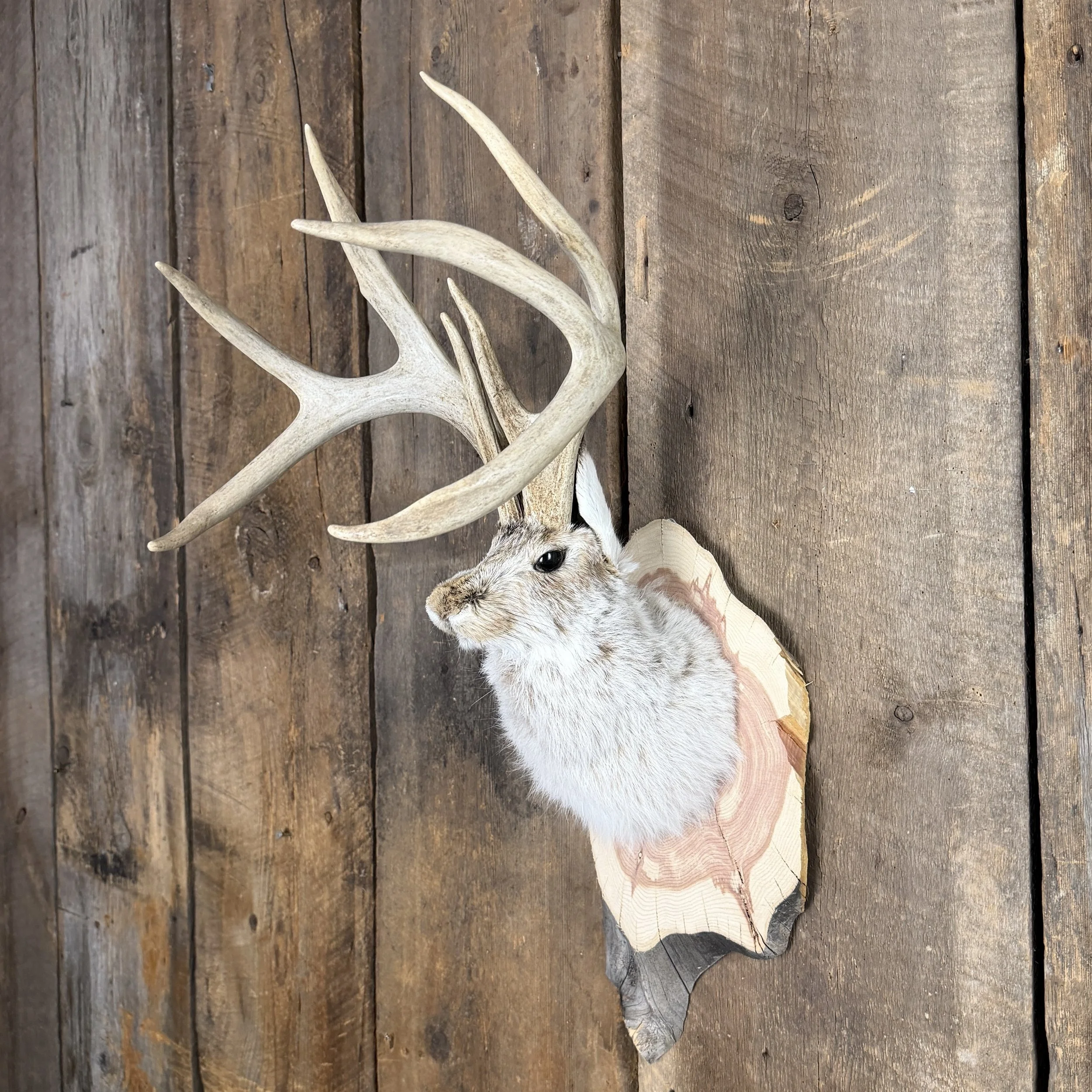 jackalope mount