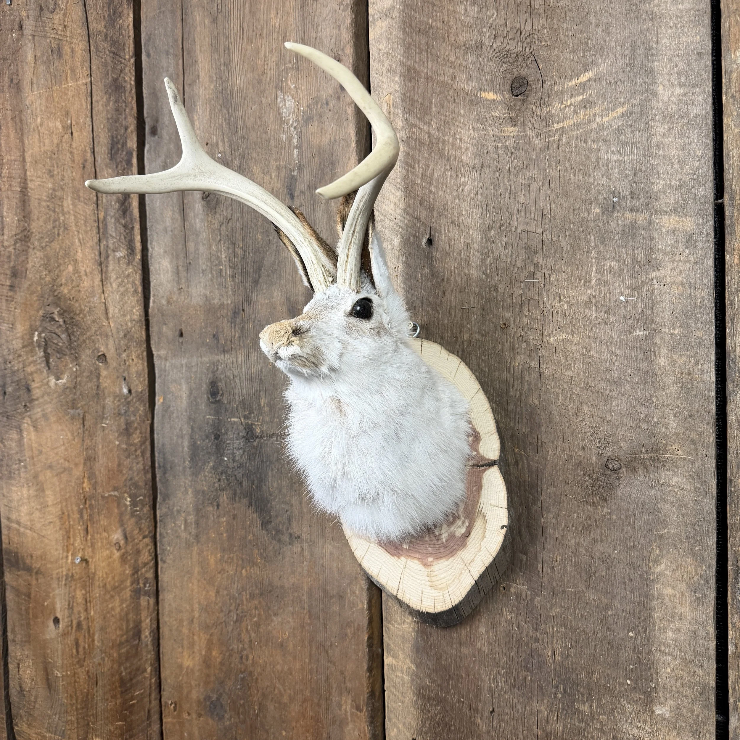 jackalope mount