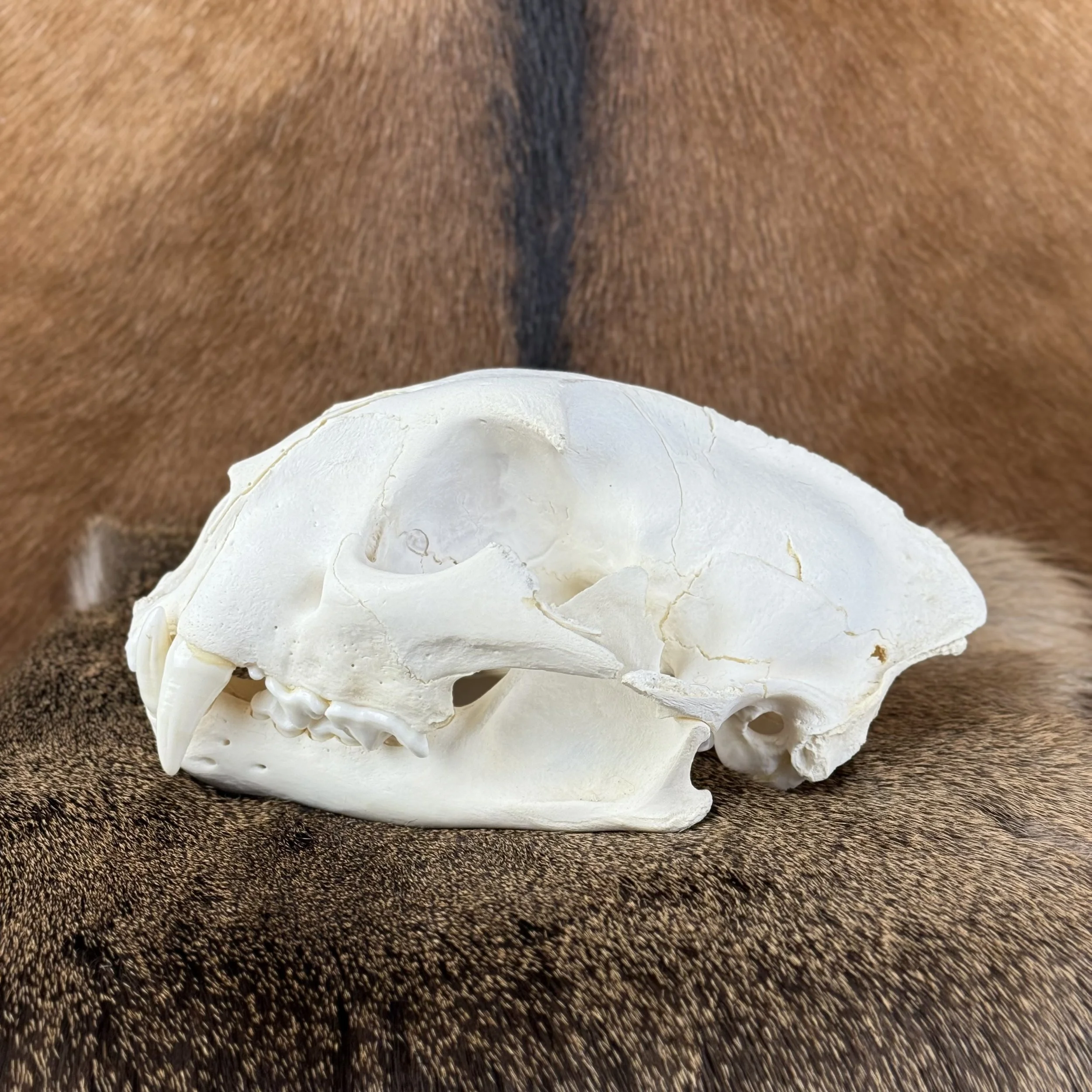 Cougar Skull