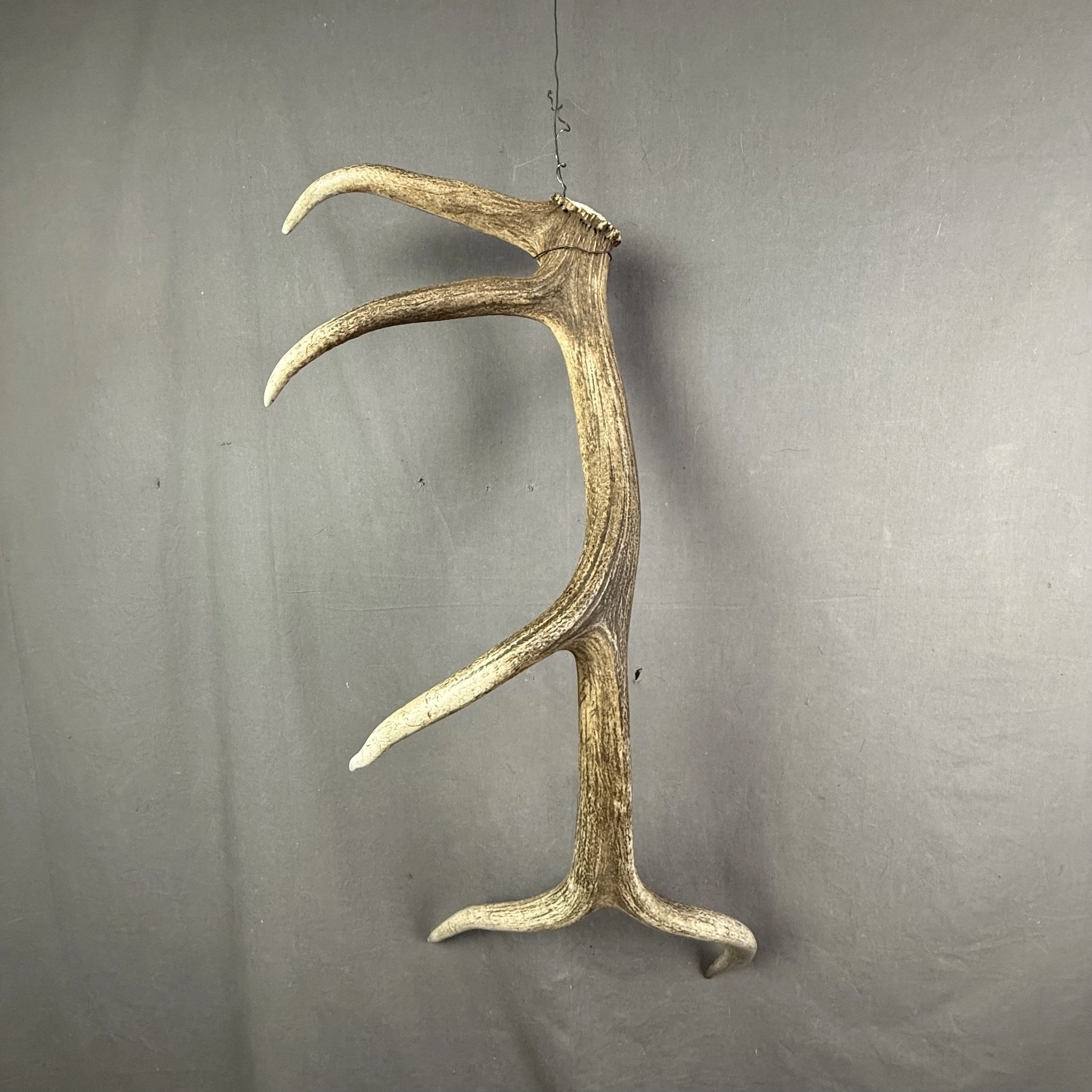 Elk Antler #3