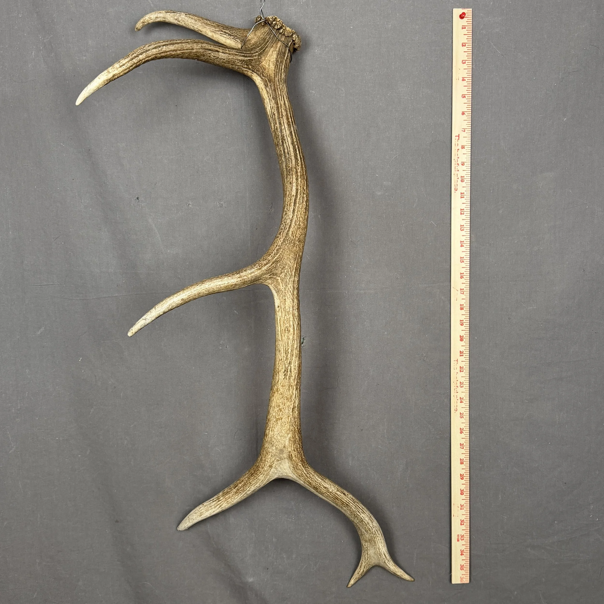 Elk Antler