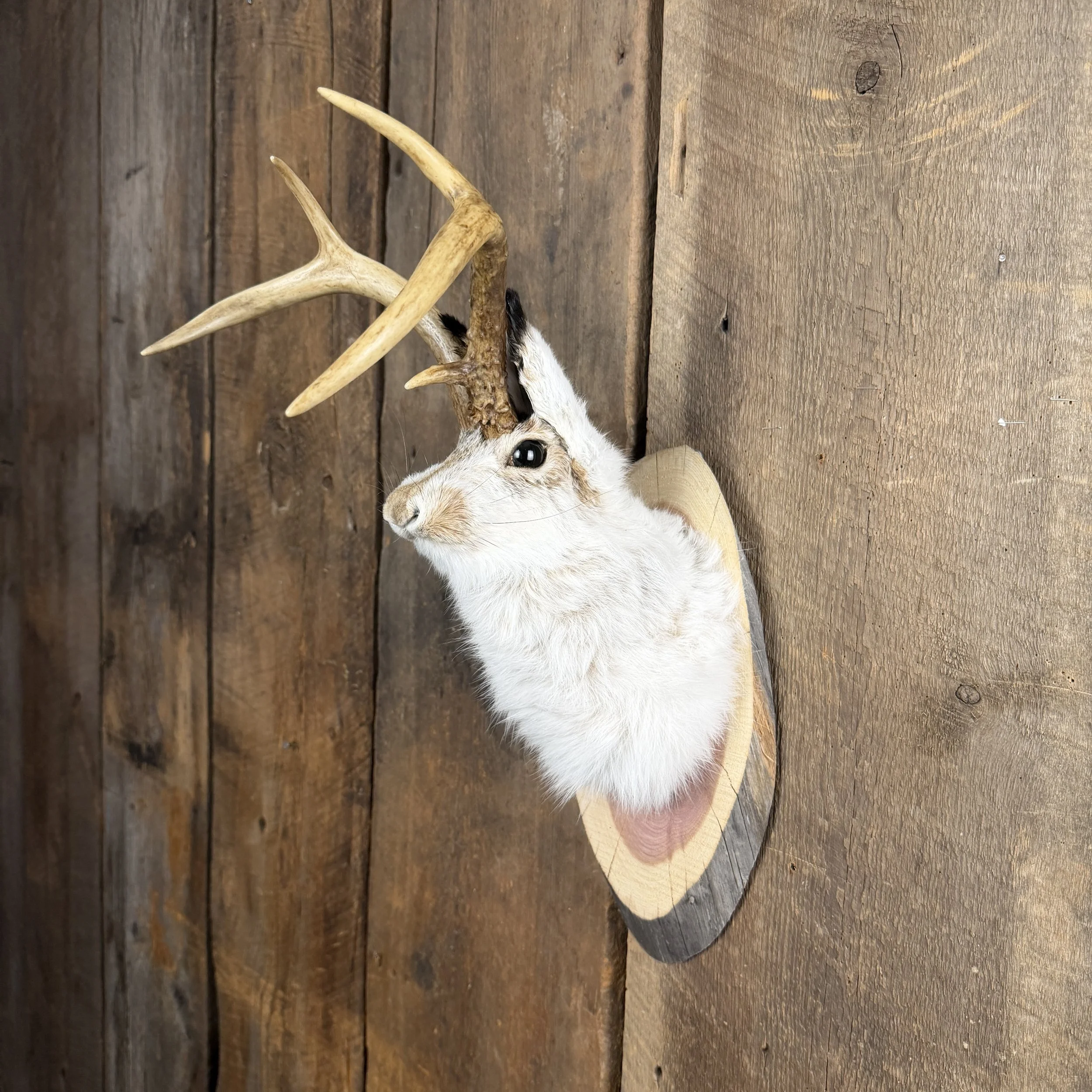 jackalope mount