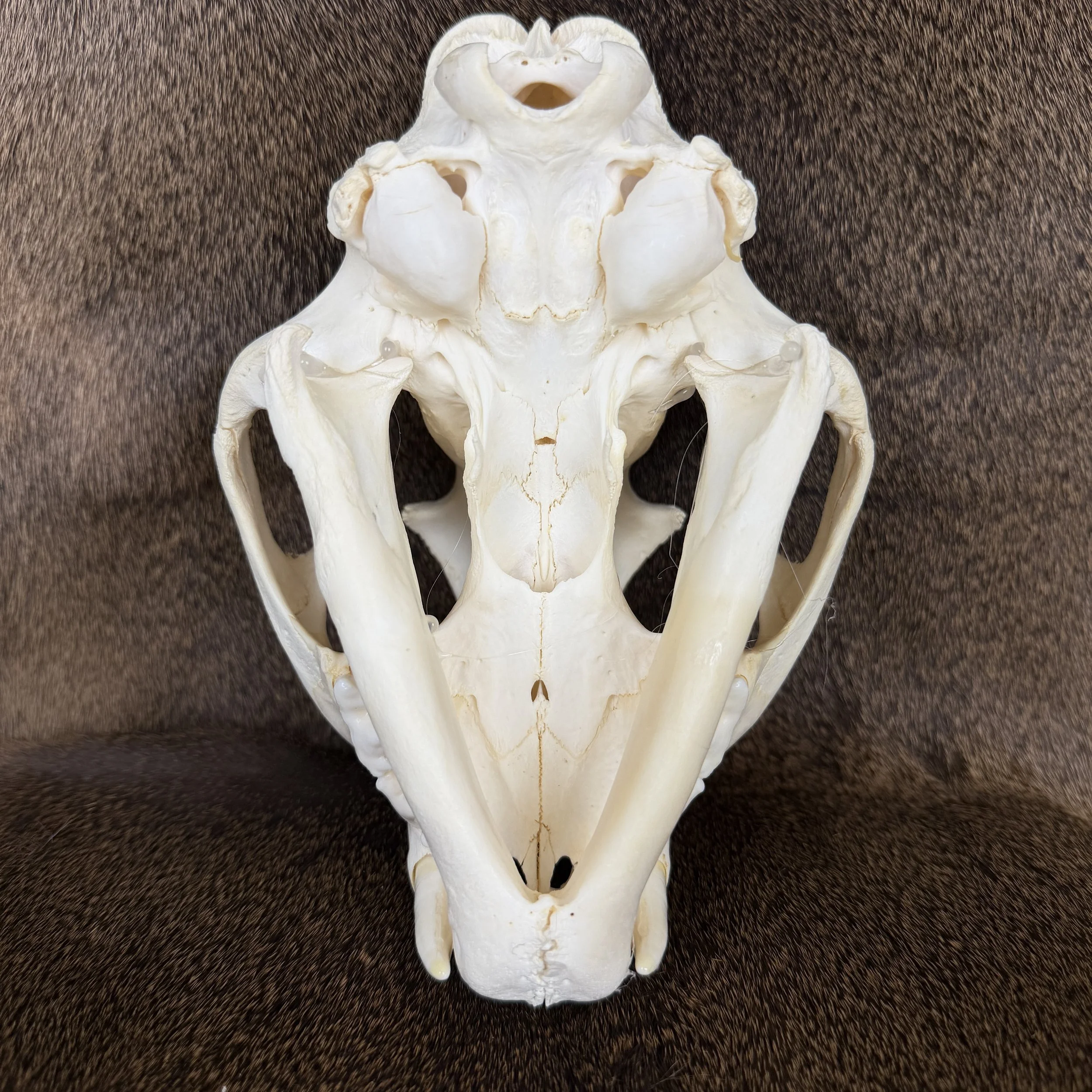 cougar skull