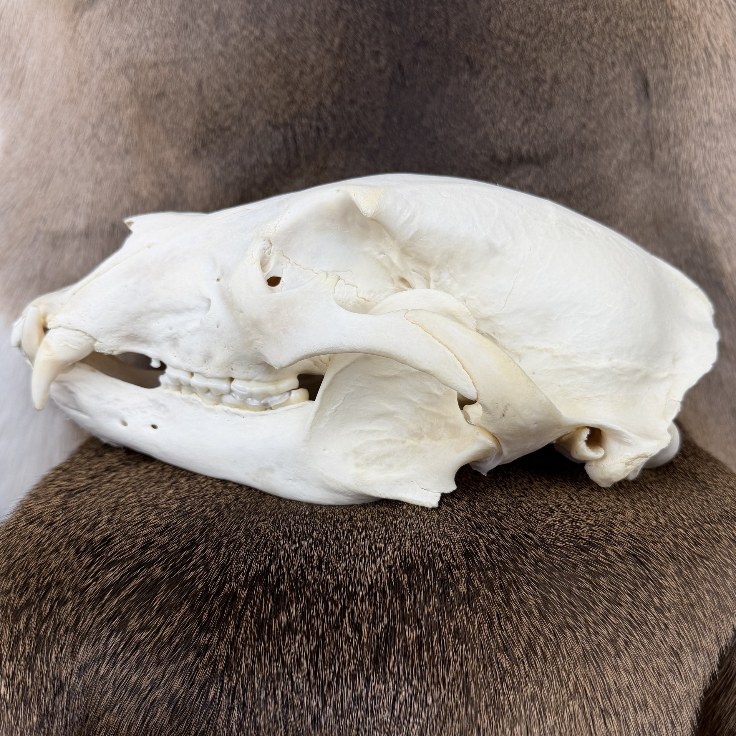 black bear skull