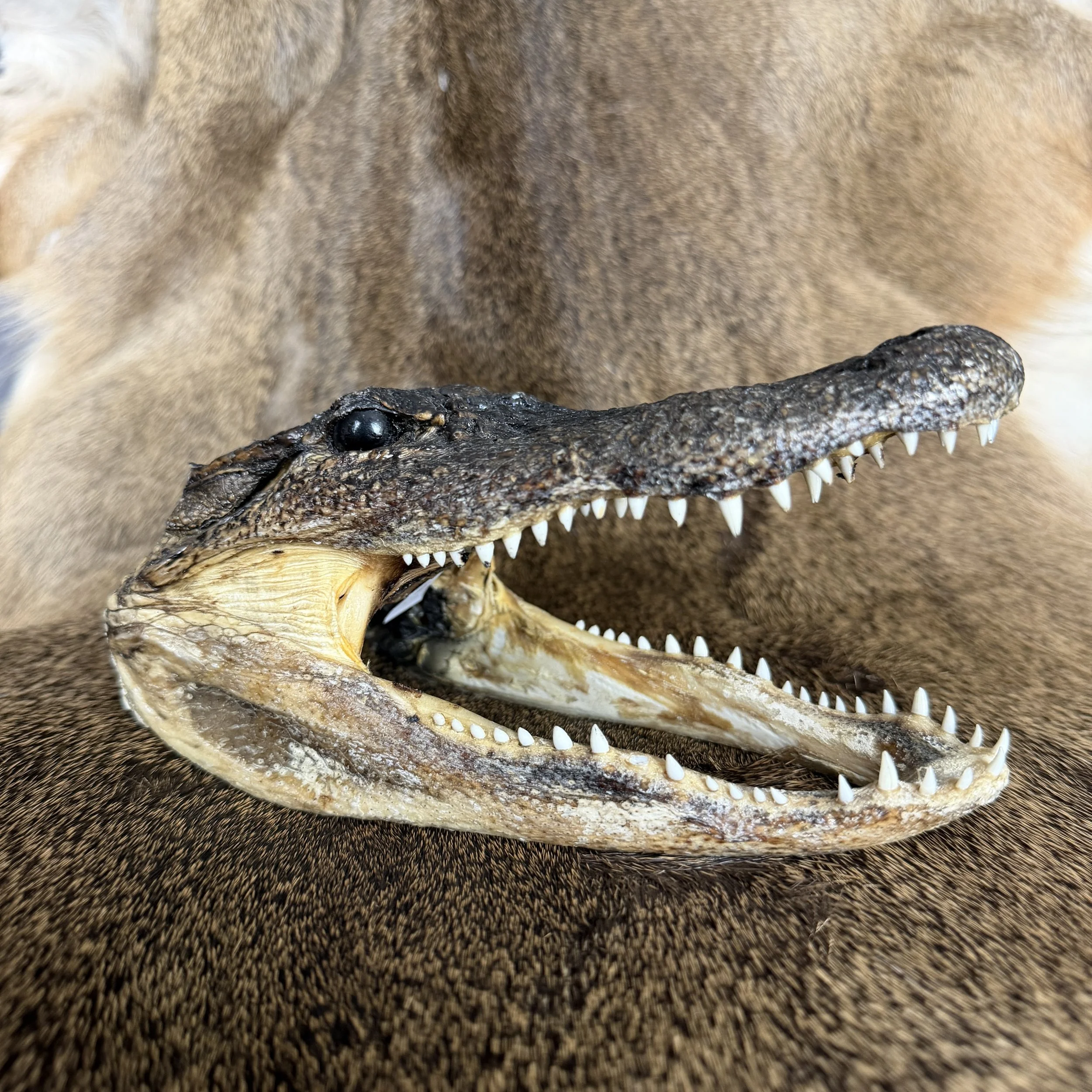 Alligator Head