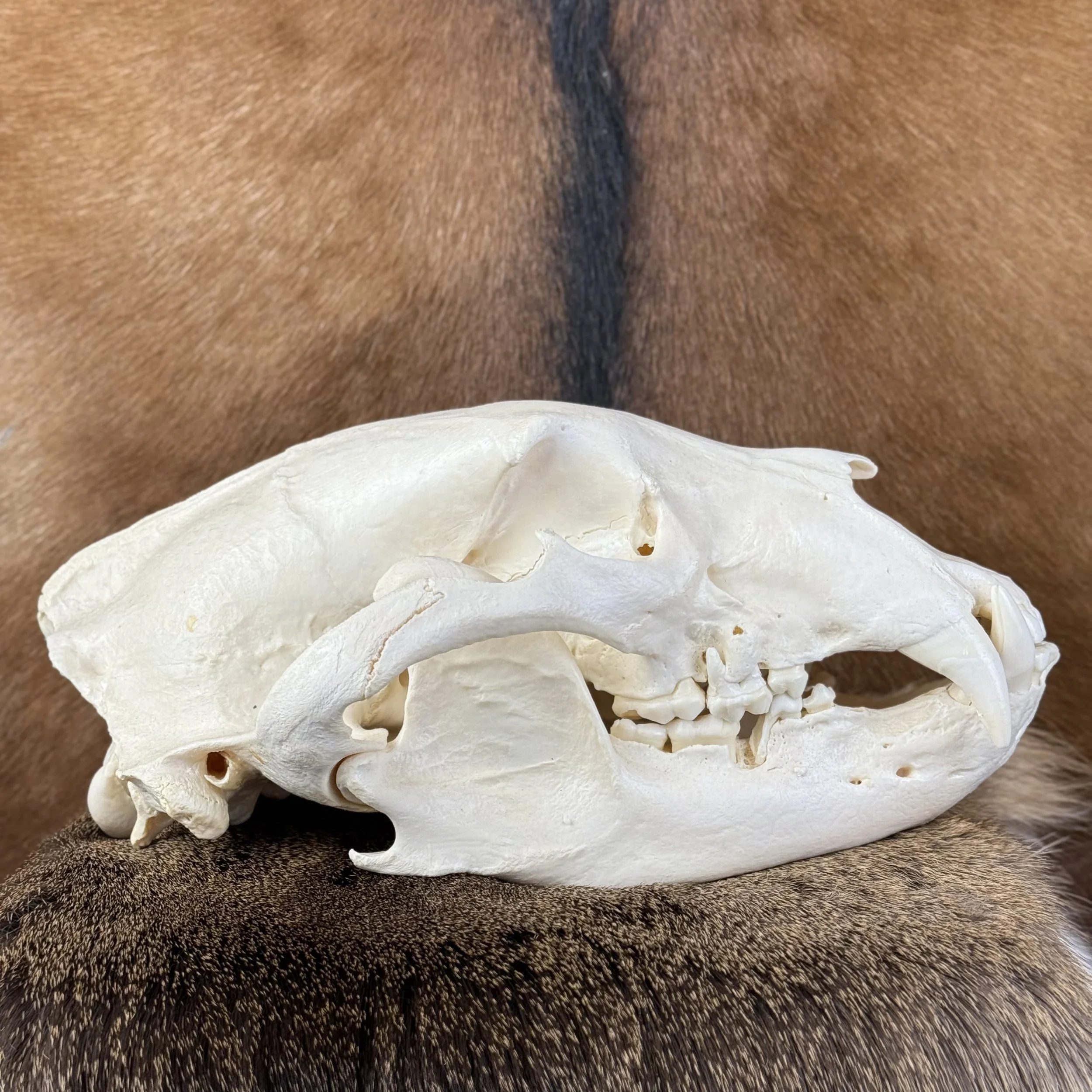 Black Bear Skull SQ6128